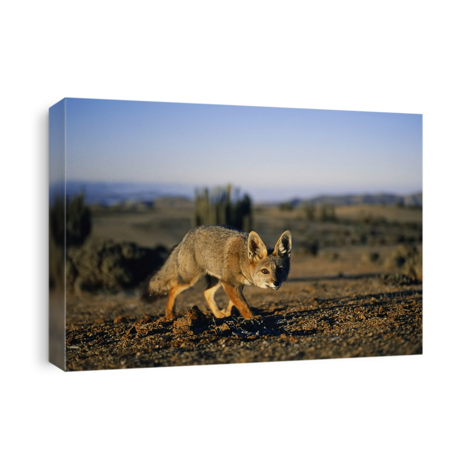 Close view of a Gray fox (Vulpes Cinereoargenteus) eyeing the camera in the Atacama Desert, Chile; Chile