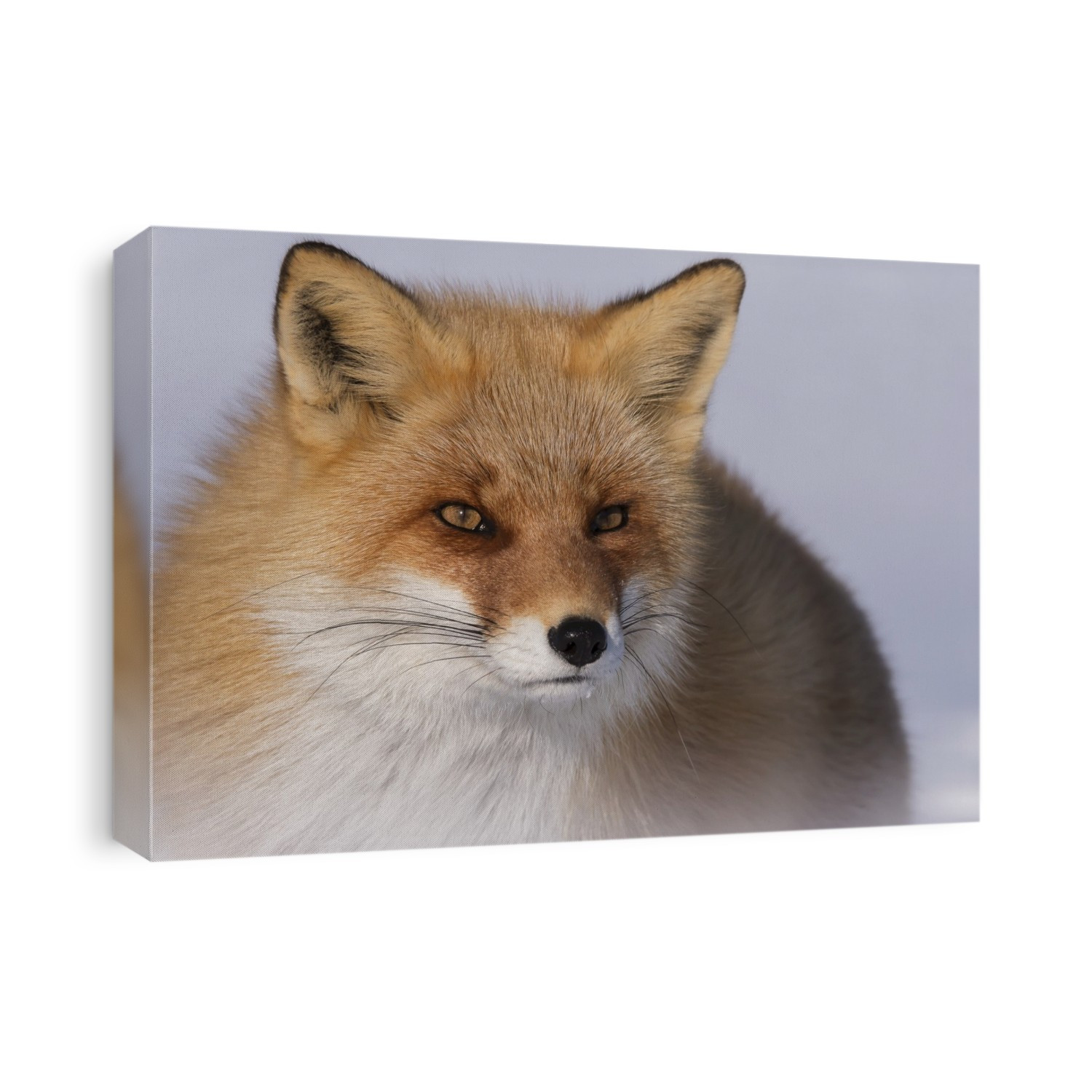 Red Fox (Vulpes vulpes); Hokkaido, Japan
