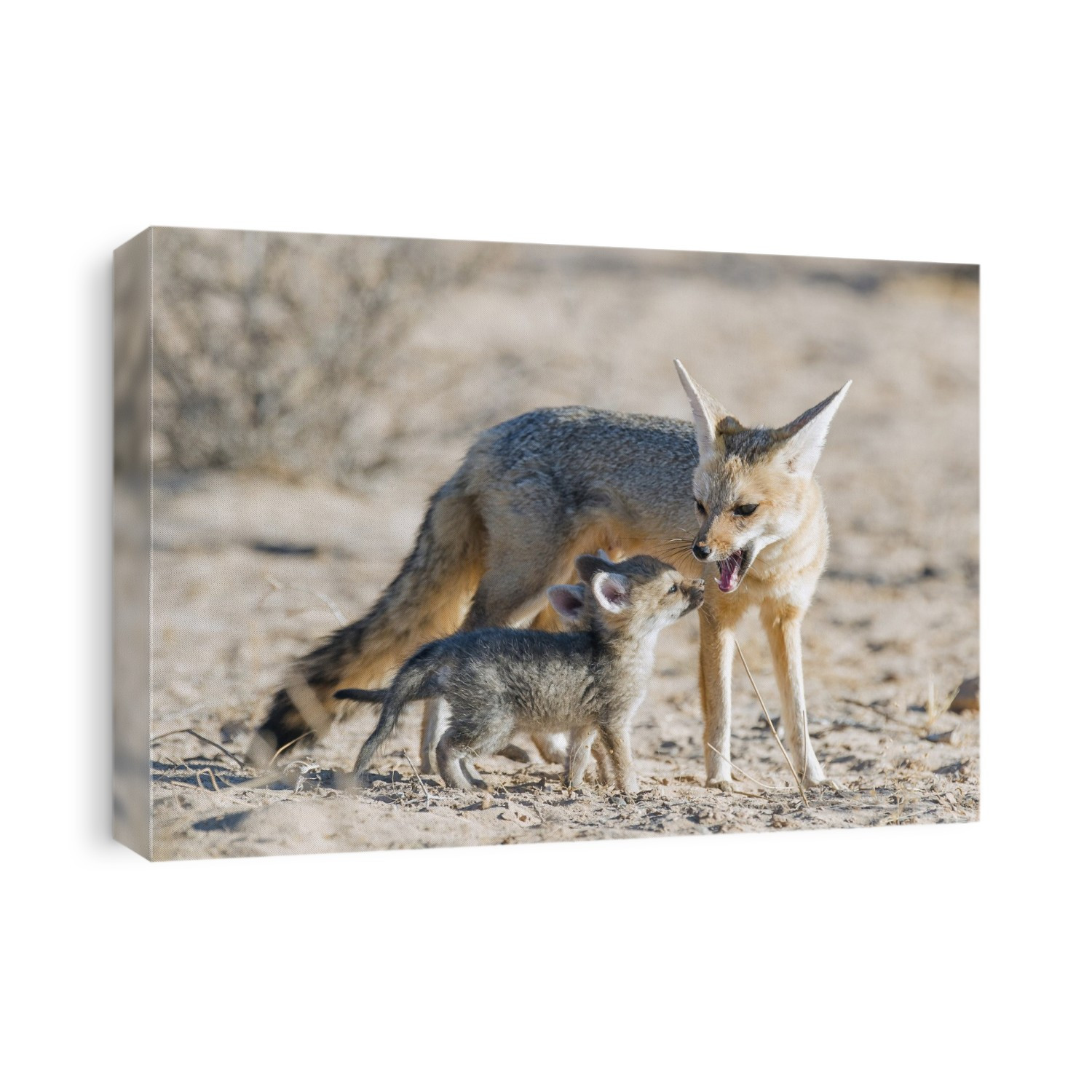 Cape Fox (Vulpes Chama) with her pups, Kgalagadi Tranfrontier Park, Northern Cape, South Africa.