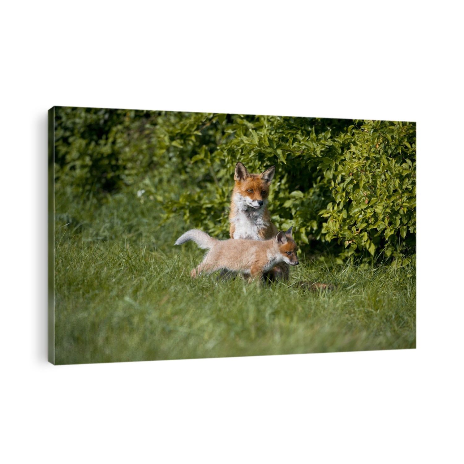 Red fox (Vulpes vulpes) cub and mother.