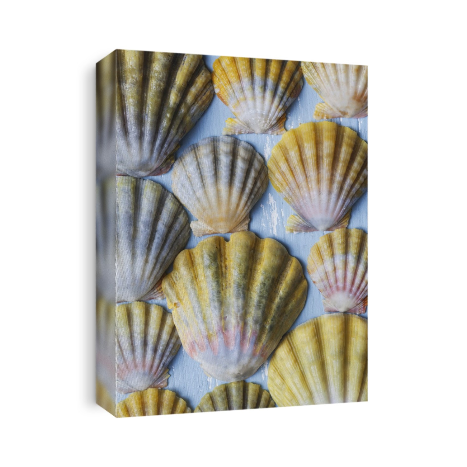 Beautiful rare indigenous Hawaiian sunrise scallop shells (Langford Pecten) laid out on a blue background; Honolulu, Oahu, Hawaii, United States of America