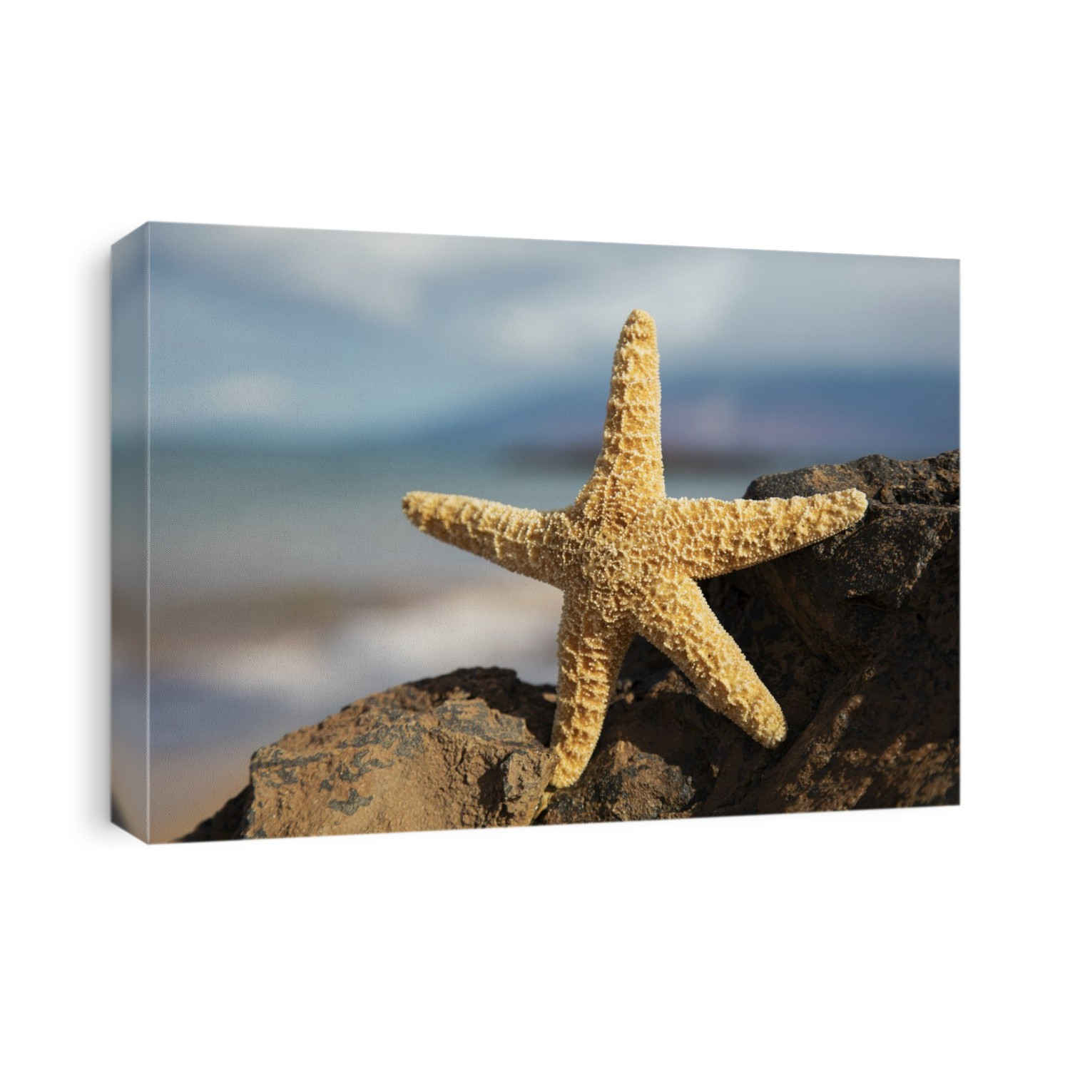 Sea Star On Lava Rock With Ocean; Maui, Hawaii, United States Of America