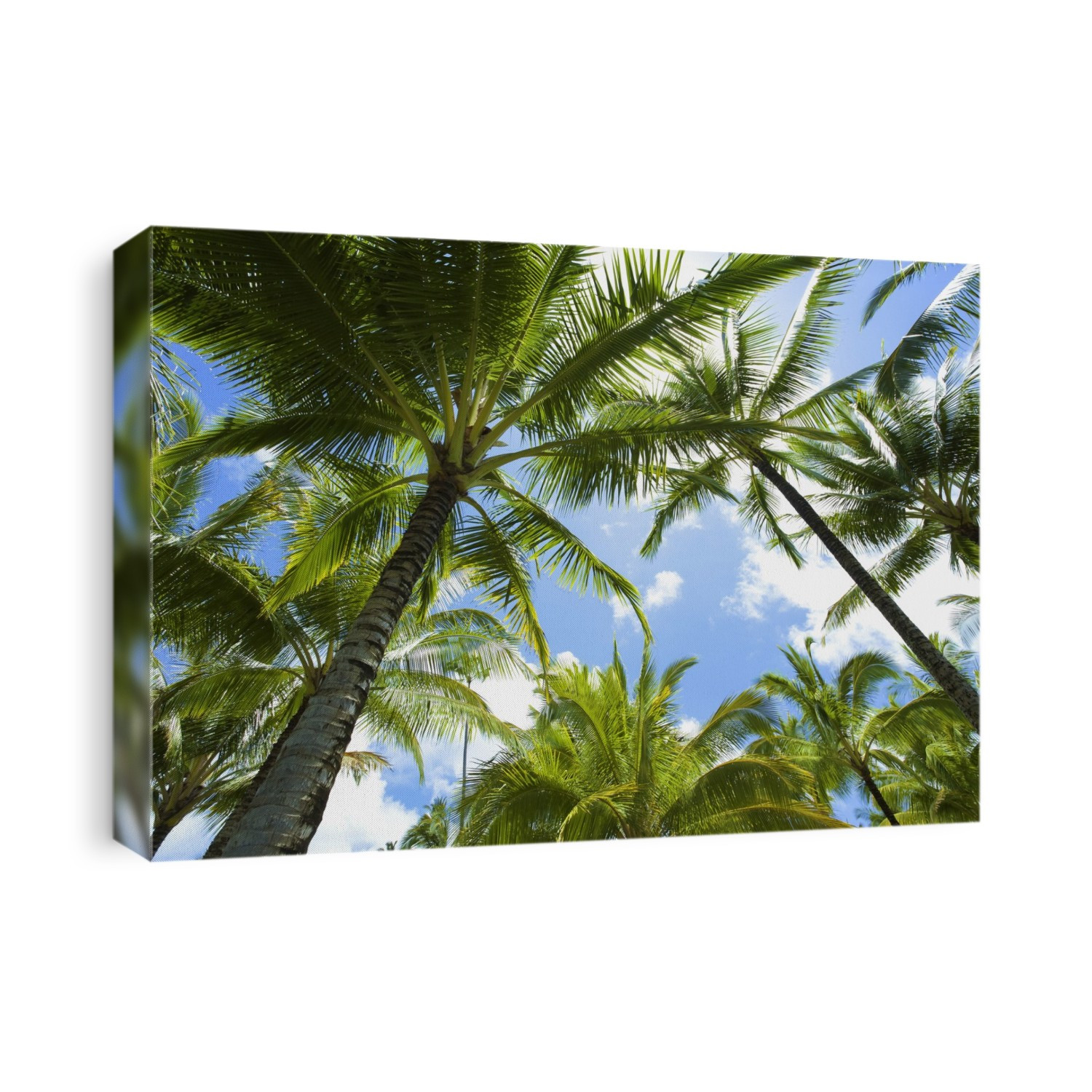 Palm Trees Against A Blue Sky With Clouds; Kauai, Hawaii, United States Of America