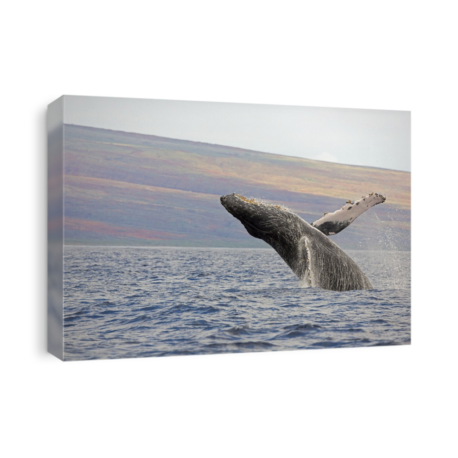 Breaching Humpback Whale (Megaptera Novaeangliae); Maui, Hawaii, United States Of America