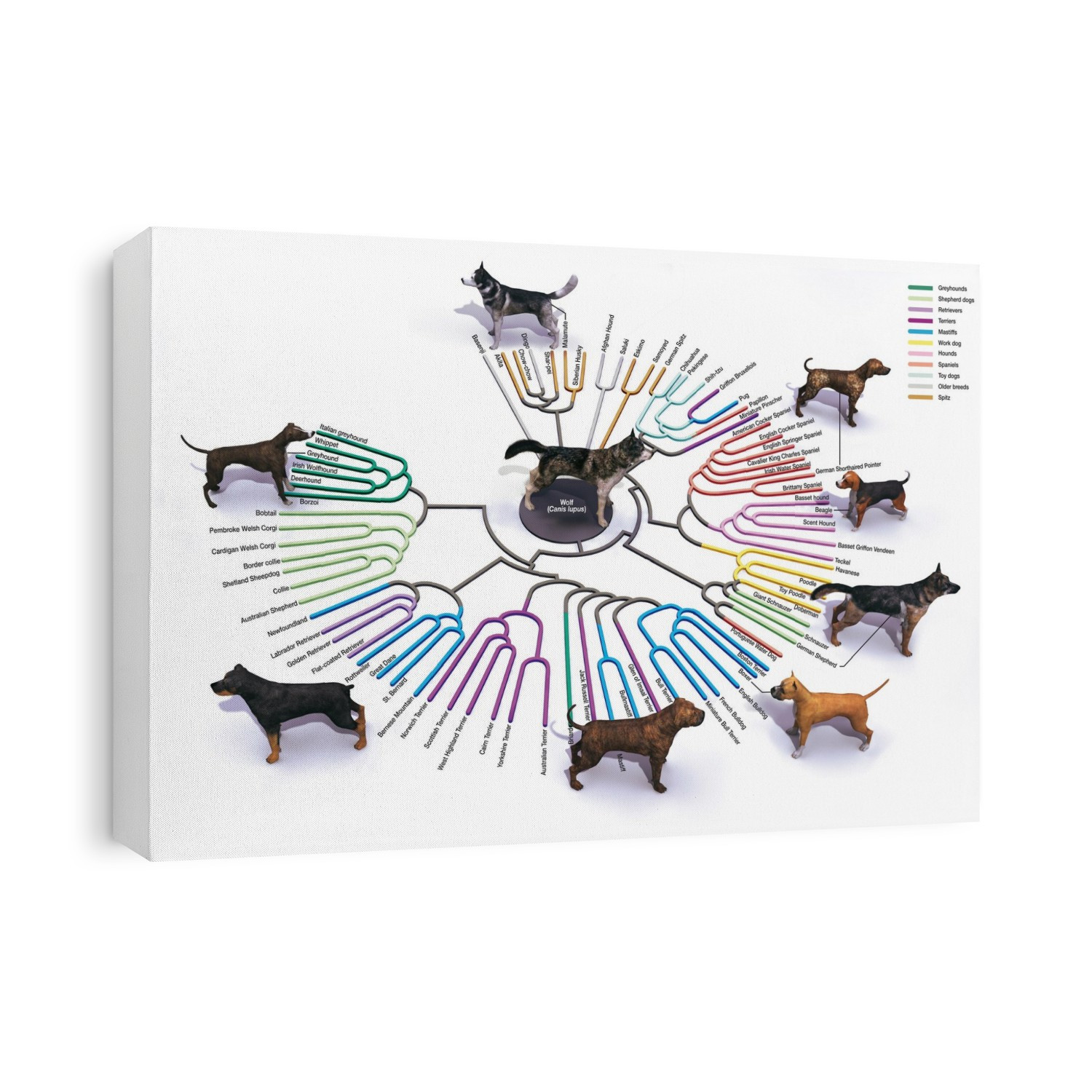 Evolution of dog breeds, illustration. The modern breeds of the domestic dog (Canis lupus familiaris) evolved from the wolf (Canis lupus). It is thought that the domestication of wolves as hunting dogs occurred by around 15,000 years ago. Most breeds are only a few hundred years old. This diagram shows 77 of the hundreds of breeds, with 11 colour-coded groupings (key at top right): greyhounds, shepherd dogs, retrievers, terriers, mastiffs, work dogs, hounds, spaniels, toy dogs, older breeds and spitzes. At centre is a wolf, with the breeds progressing clockwise from upper centre, starting with those closest to wolves genetically. The eight other breeds shown pictorially are (clockwise from top): Malamute, German Shorthaired Pointer, Beagle, German Shepherd, Boxer, Mastiff, Rottweiler, and Greyhound.