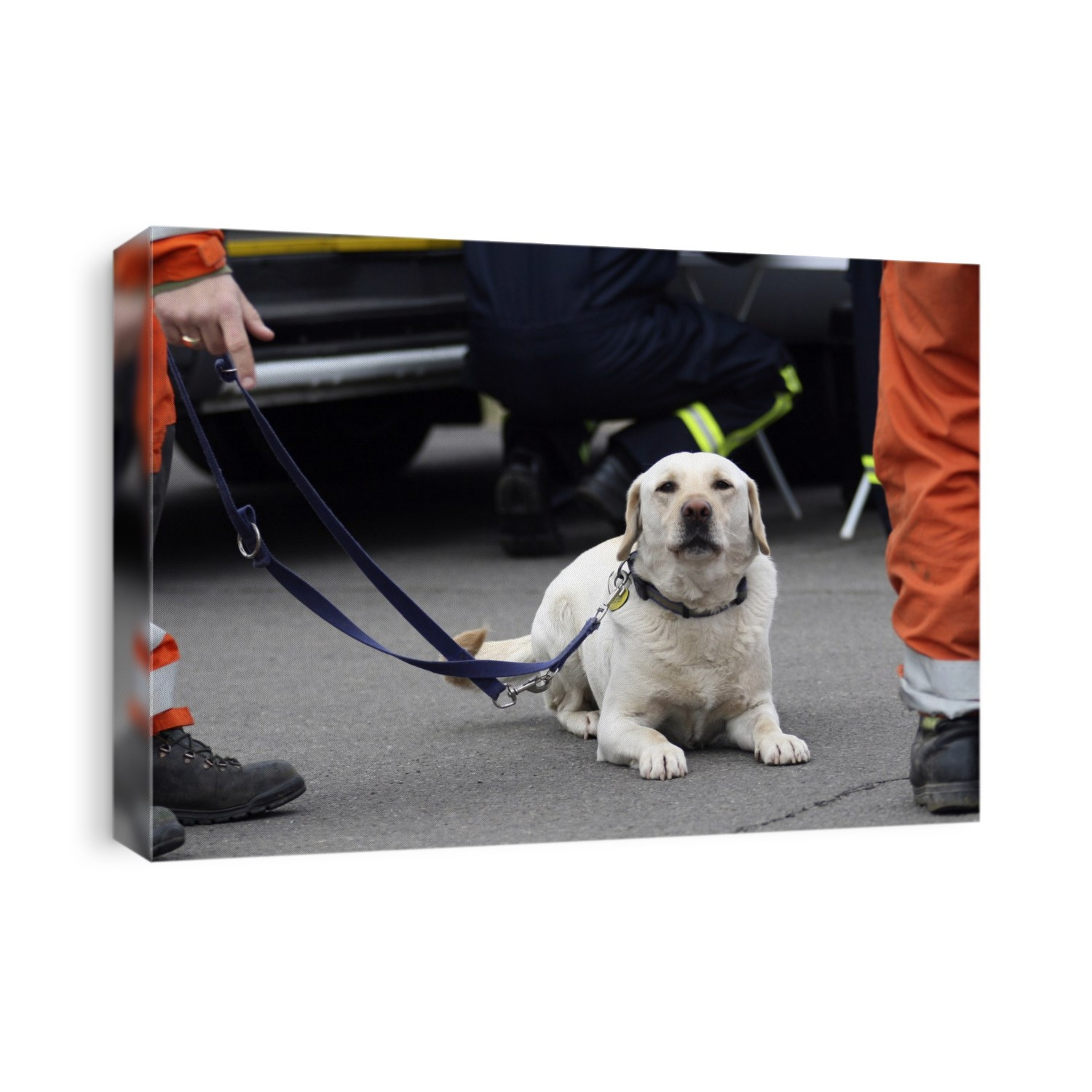 Search and rescue dog. This dog is trained to help find trapped casualties in collapsed buildings or other emergency situations. The dog and its handler are part of an urban search and rescue (USAR) team taking part in a live training exercise to test the response of the emergency services to a terrorist attack or other major incident. Photographed in the UK.