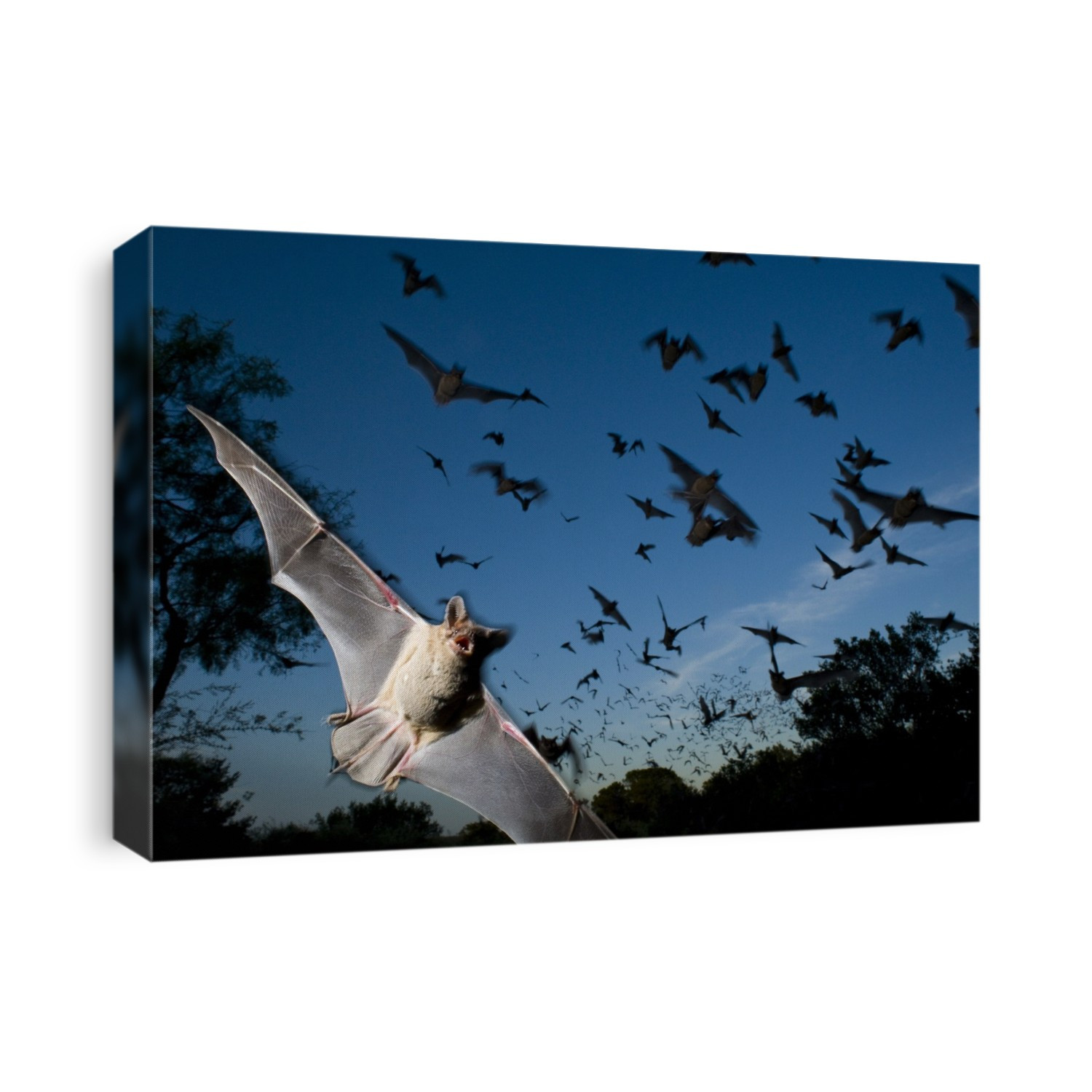 Mexican free-tailed bats (Tadarida brasiliensis) fleeing Eckert James River Bat Cave Preserve in Texas, USA; Mason, Texas, United States of America