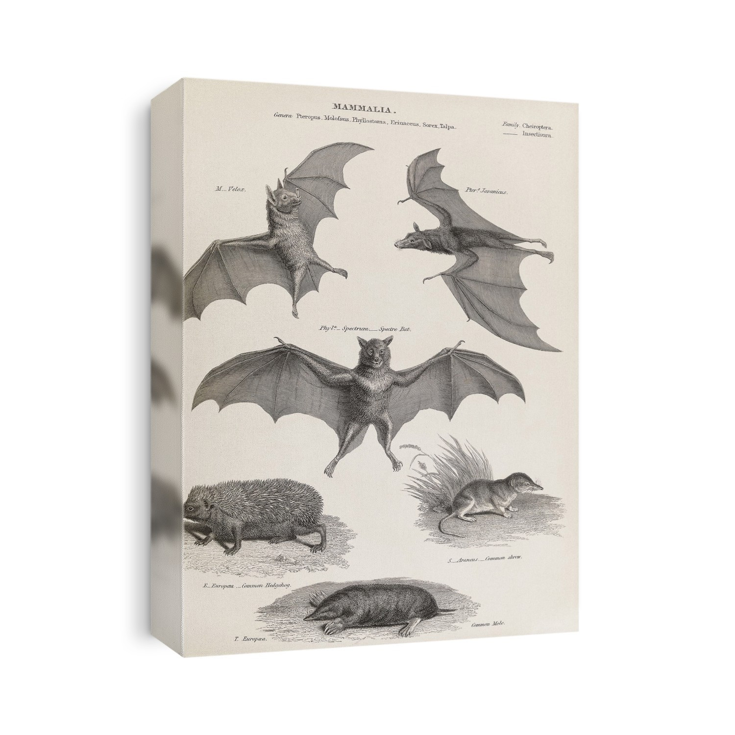 Bats and other mammals. 19th-century artwork of three bat species, and the common European species of hedgehog (Erinaceus europaeus), mole (Talpa europaea), and shrew (Sorex araneus). At upper left is a Molossus bat. At upper right is a fruit bat from Java (Pteropus javanicus, since renamed P. vampyrus). At centre is a vampire bat (Desmodus rotundus), here referred to by the archaic name Phyllostoma spectrum. Artwork from 'Encyclopaedia Metropolitana', an encyclopedia published in London between 1817 and 1845. Thirty volumes were issued in 59 parts, with 22,426 pages and 565 plates.