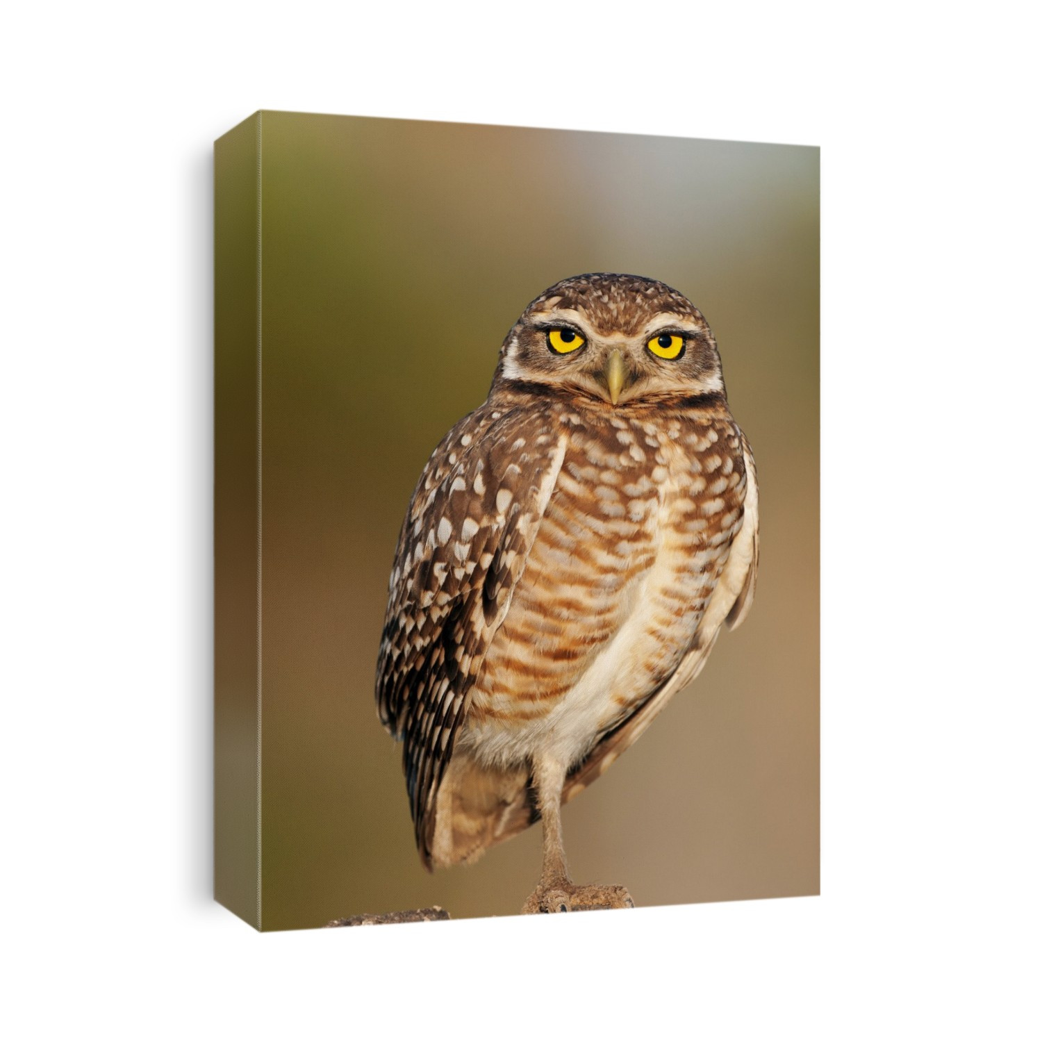 Burrowing owl (Athene cunicularia) standing on one leg. These tiny owls are found throughout open landscapes of North and South America. They are unusual as they nest in burrows. Photographed in the Pantanal, Brazil.