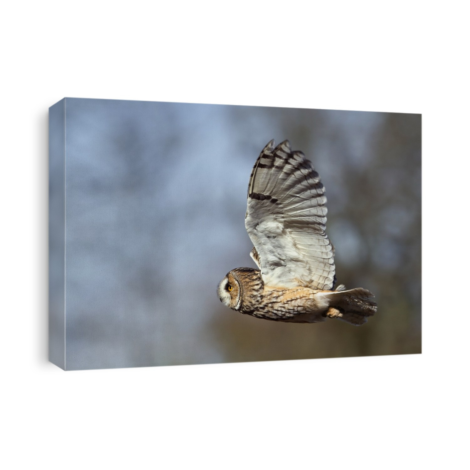 Long-eared owl (Asio otus) in flight. This owl inhabits woodland near open country throughout the northern hemisphere. It is strictly nocturnal and feeds mainly on small mammals such as mice and voles. Photographed in the UK, in winter.