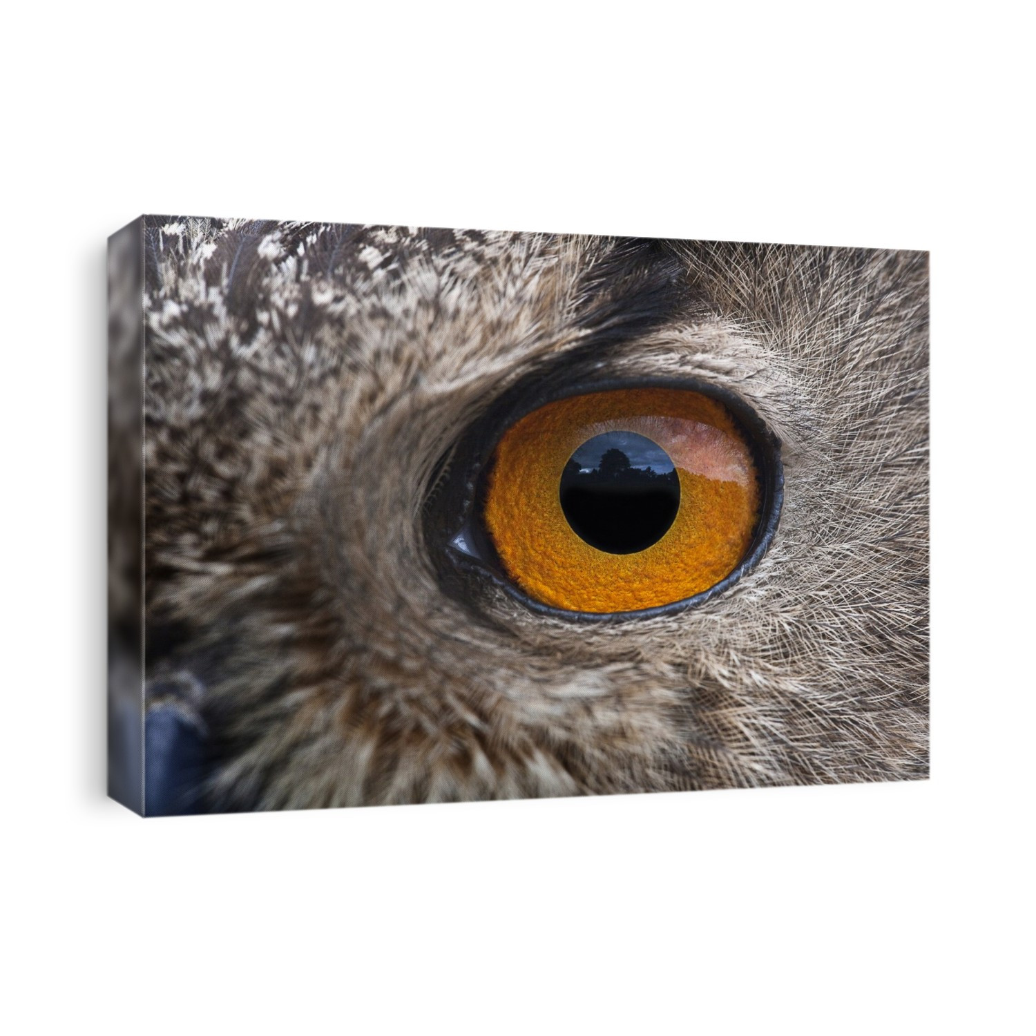 Eurasian eagle-owl eye. Close-up of the head of a Eurasian eagle-owl (Bubo bubo), showing one of its large eyes. This bird is found in parts of Europe, Asia and North Africa. It inhabits mainly wooded areas, steppes and deserts, preferring open country for hunting. It is the largest owl in the world, measuring nearly 70 centimetres in length, and preys on small to mid-size mammals and birds. Photographed in the UK.