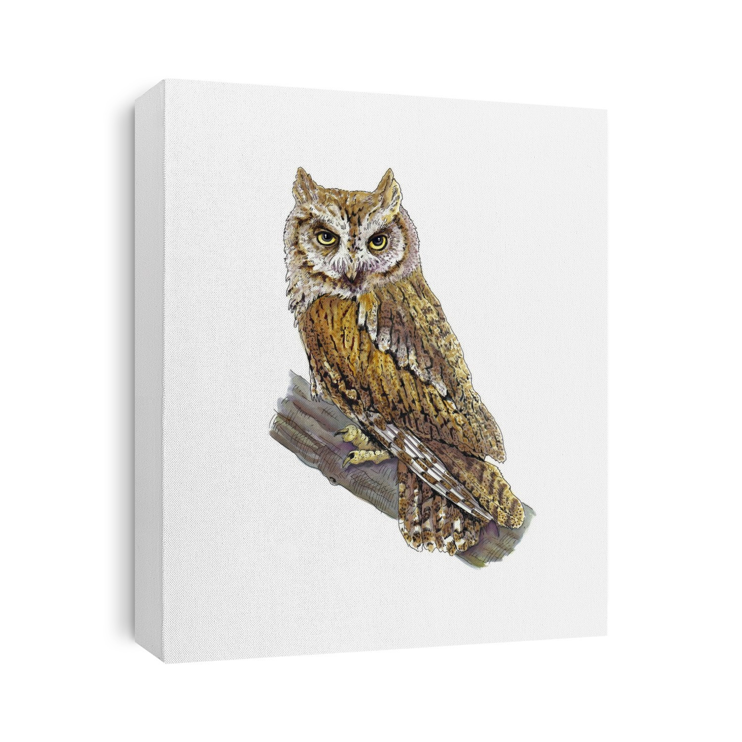 Scops owl (Otus scops), artwork. This small owl breeds in southern Europe and eastwards into western and central Asia.