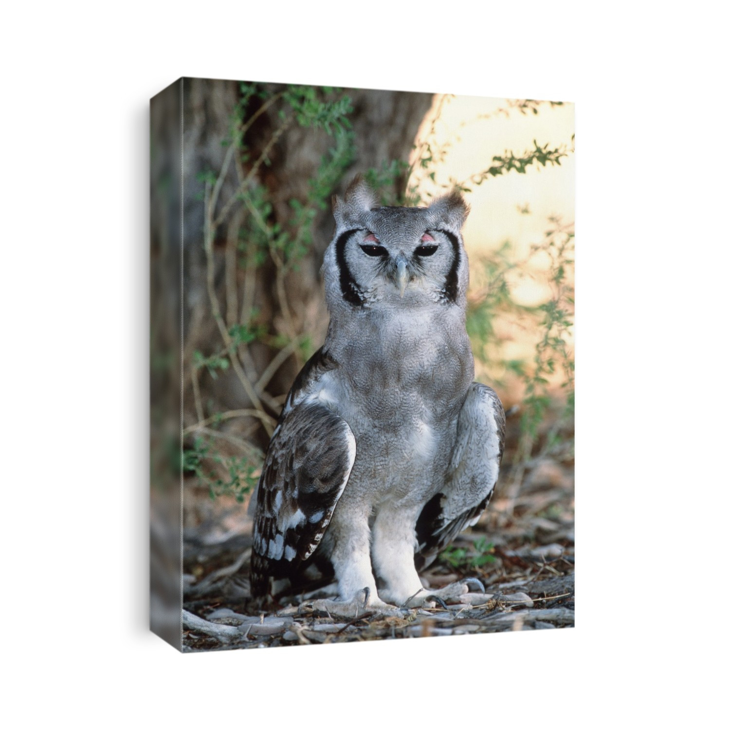Milky eagle owl or Verreaux's eagle owl (Bubo lacteus), standing on the ground by a tree. This owl inhabits forests and grasslands near rivers and lakes in Africa below the Sahara. It is the largest owl on the continent, reaching lengths of up to 70 centimetres. It is active at night, hunting a wide variety of animals, including monkeys, hares and large birds. Each owl has a large territory which it rarely leaves, although the young have to travel great distances to establish a range of their own. Photographed in the Kgalagadi Transfrontier Park of Botswana and South Africa.