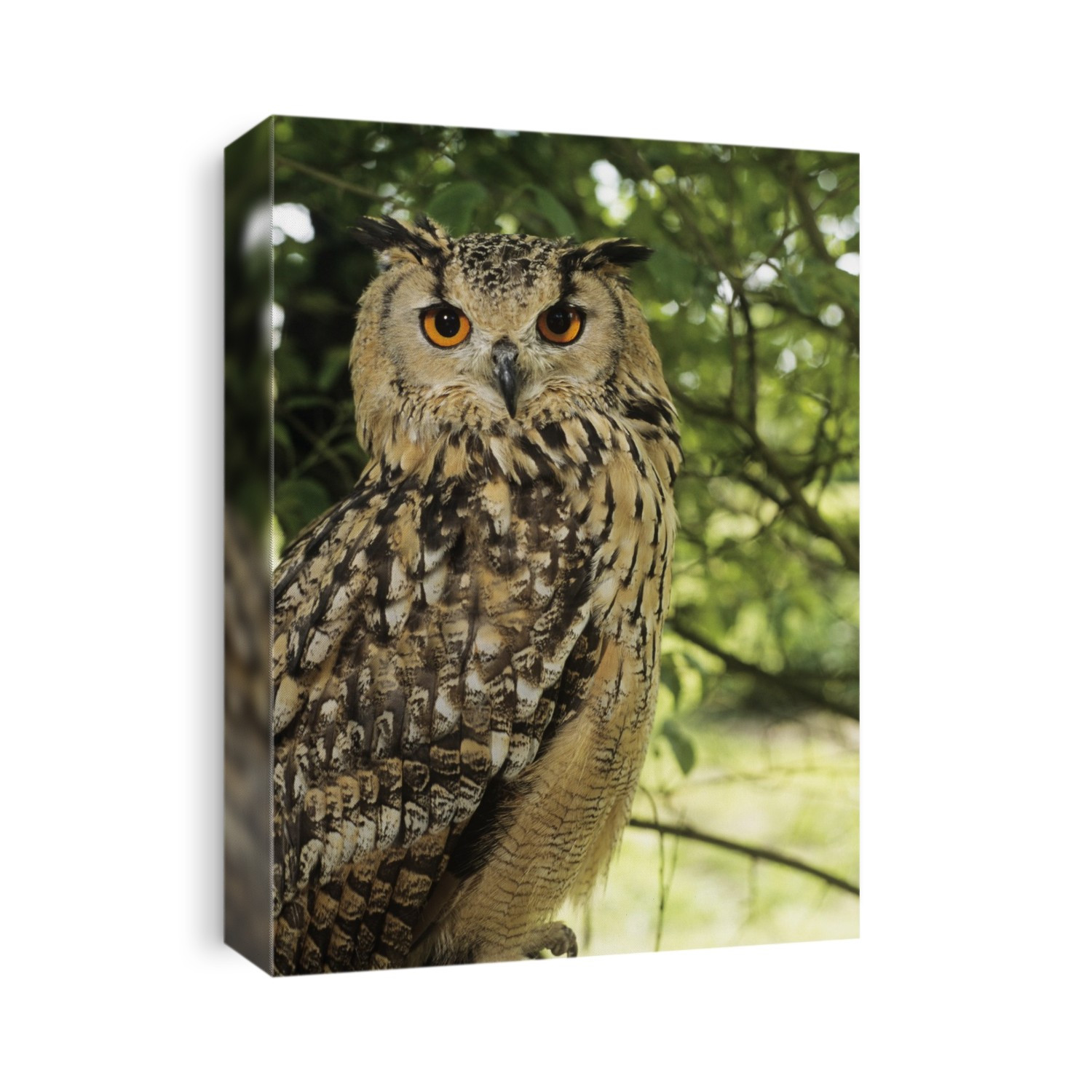 European eagle owl (Bubo bubo) in a tree.