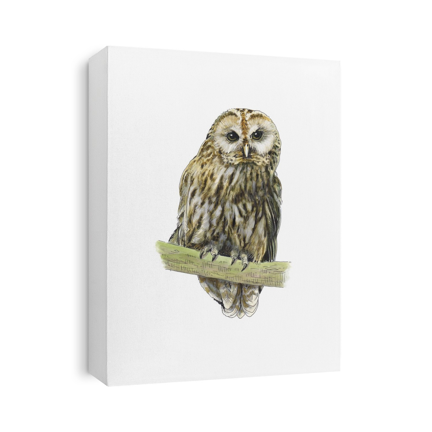 Tawny owl, artwork. Tawny owls (Strix aluco) are nocturnal birds that inhabit open woodlands throughout Europe and parts of Asia, where they hunt rodents such as mice and voles. It is this owl that has the hooting call most commonly associated with owls.
