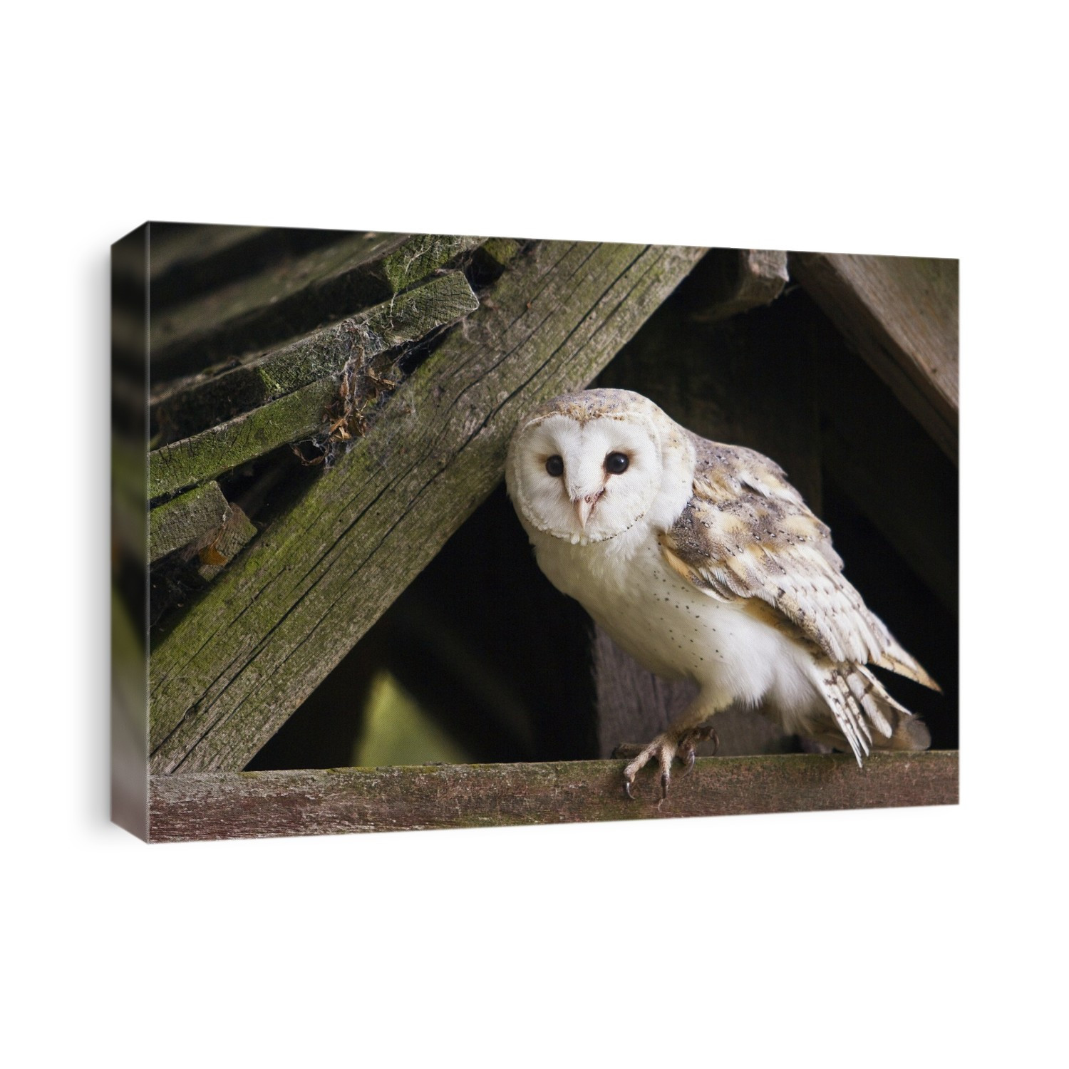 Barn owl (Tyto alba) in a derelict building. Photographed in the UK.