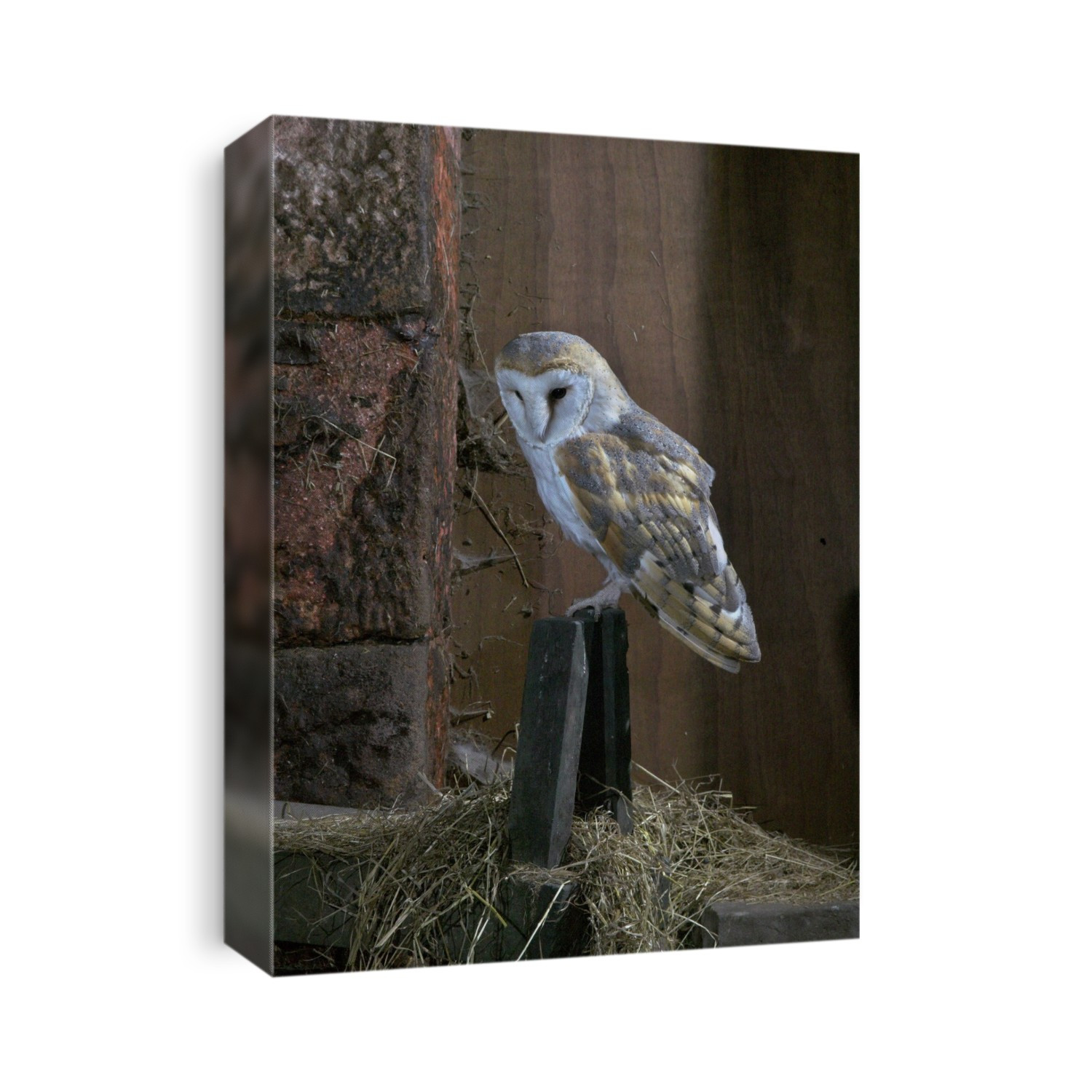 Barn owl (Tyto alba) perched on a post. This predatory bird is distributed throughout every continent of the world except Antarctica. It is usually nocturnal and feeds on insects, frogs and small rodents.