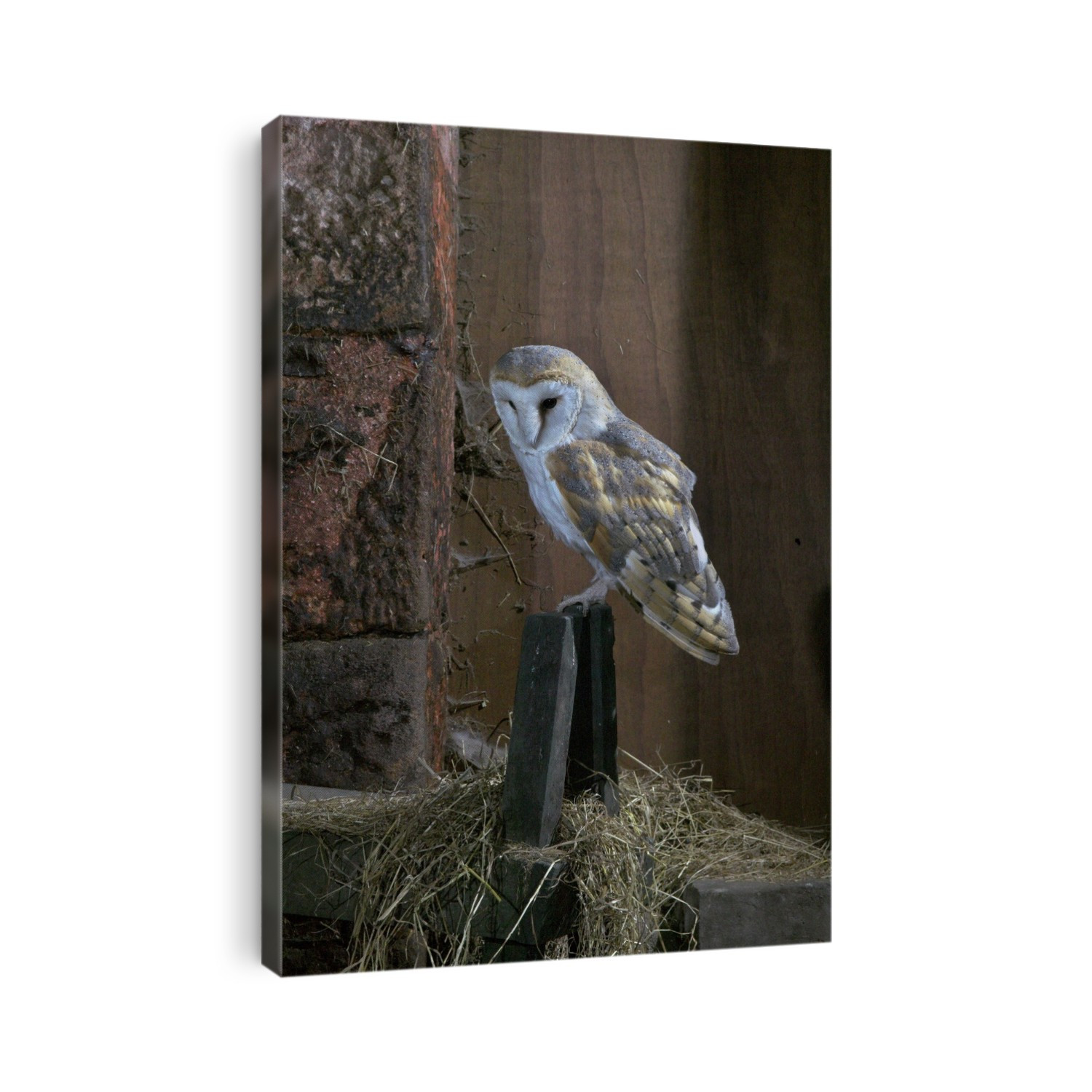 Barn owl (Tyto alba) perched on a post. This predatory bird is distributed throughout every continent of the world except Antarctica. It is usually nocturnal and feeds on insects, frogs and small rodents.