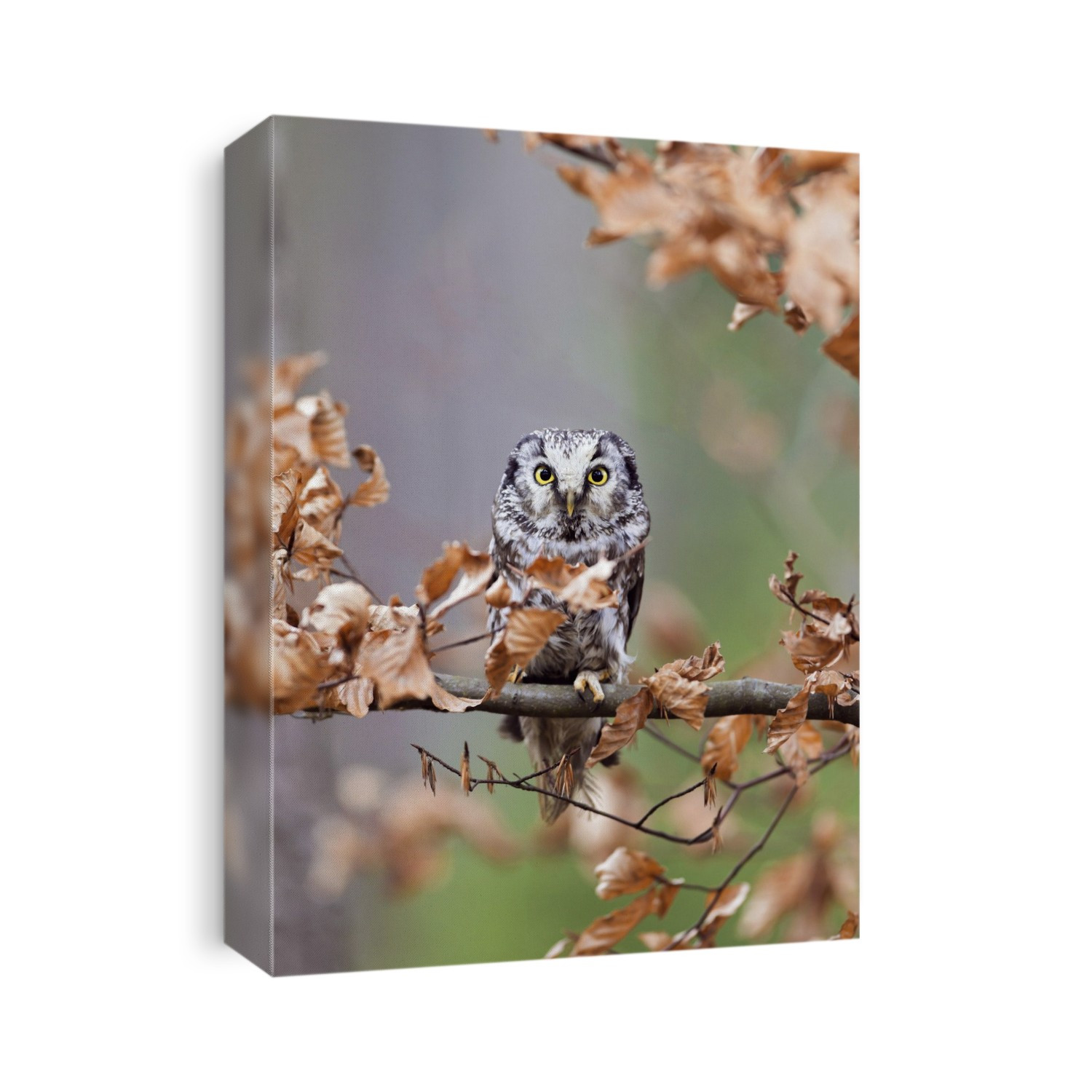 Boreal owl (Aegolius funereus) perched in a tree. This small nocturnal owl is found across northern North America and Eurasia. Photographed in the Czech Republic.
