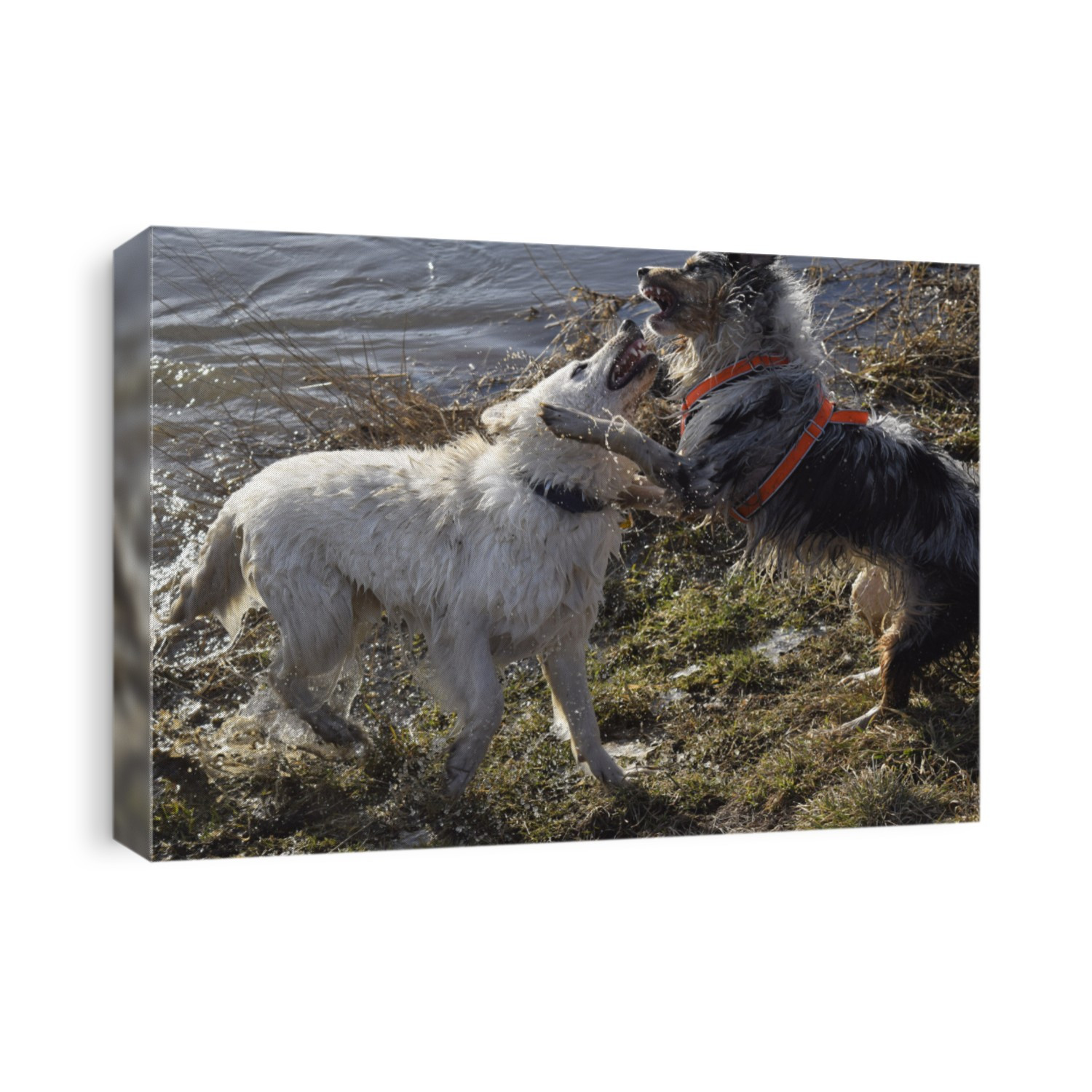 White Swiss Shepherd