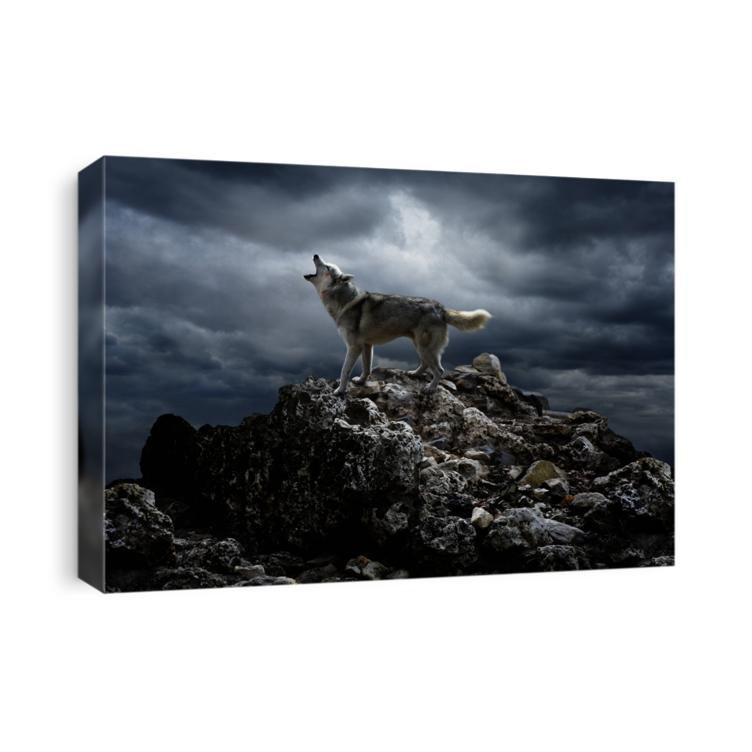 A lone wolf sings his song on top at night