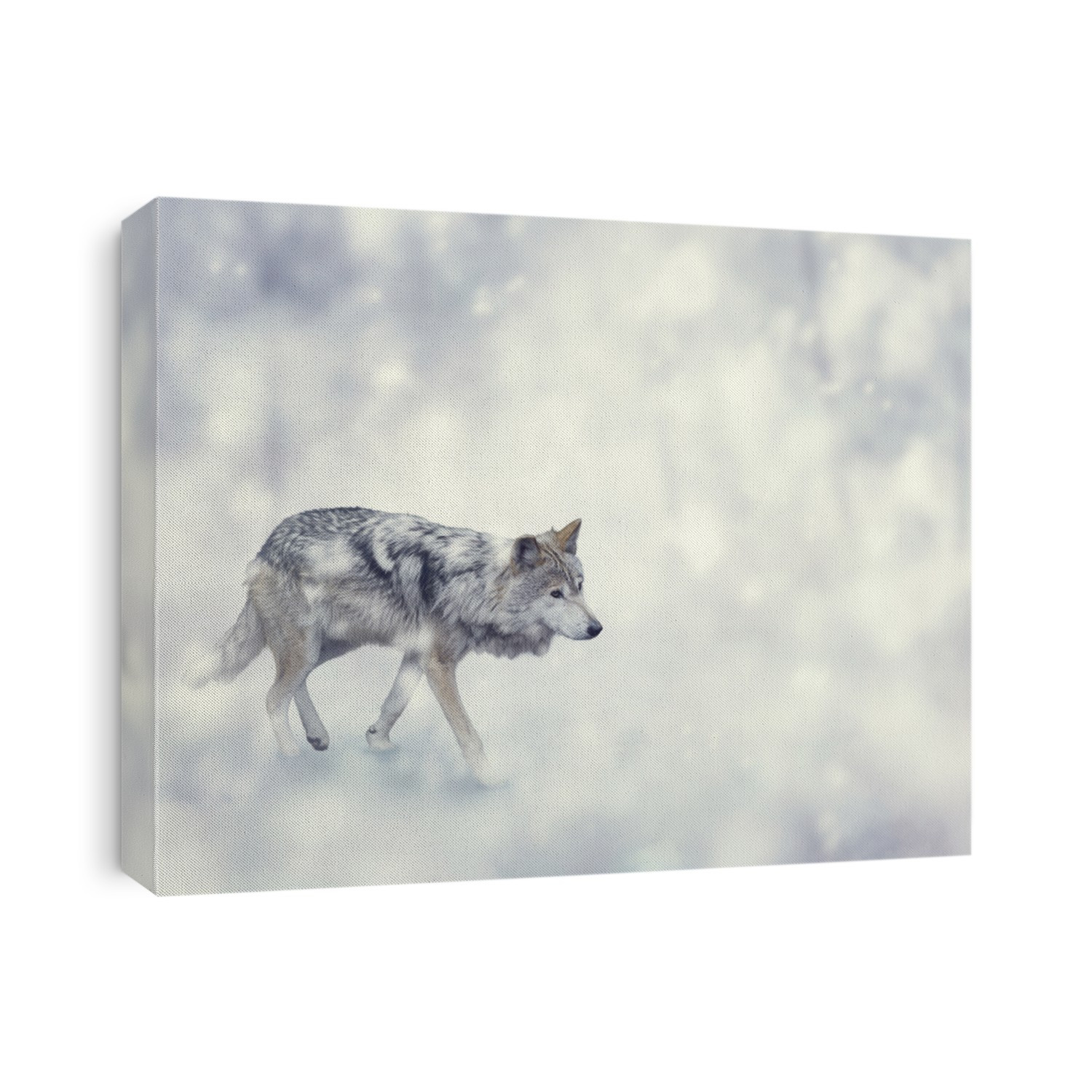 Wolf Walking on The Snow