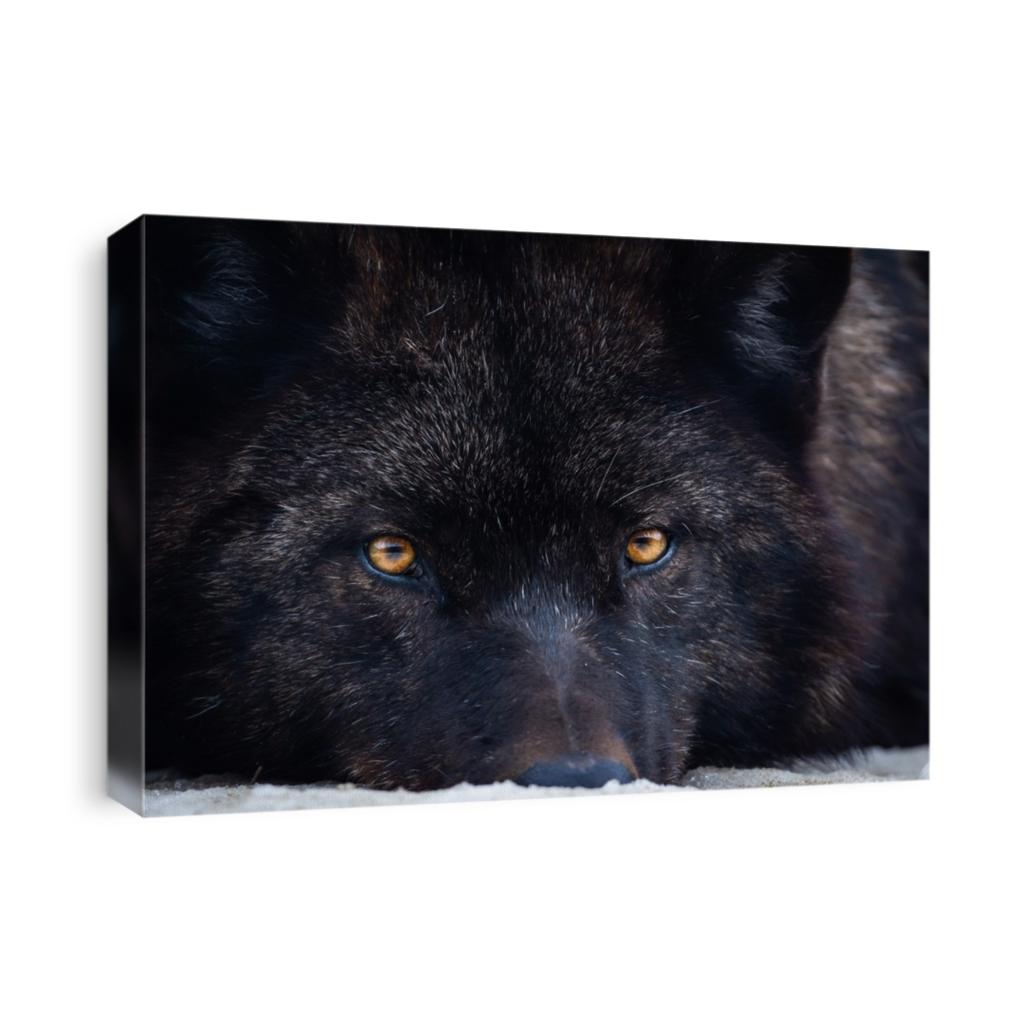 Black canadian wolf lies curled. Timber wolf with piercing eyes and yellow burning eyes