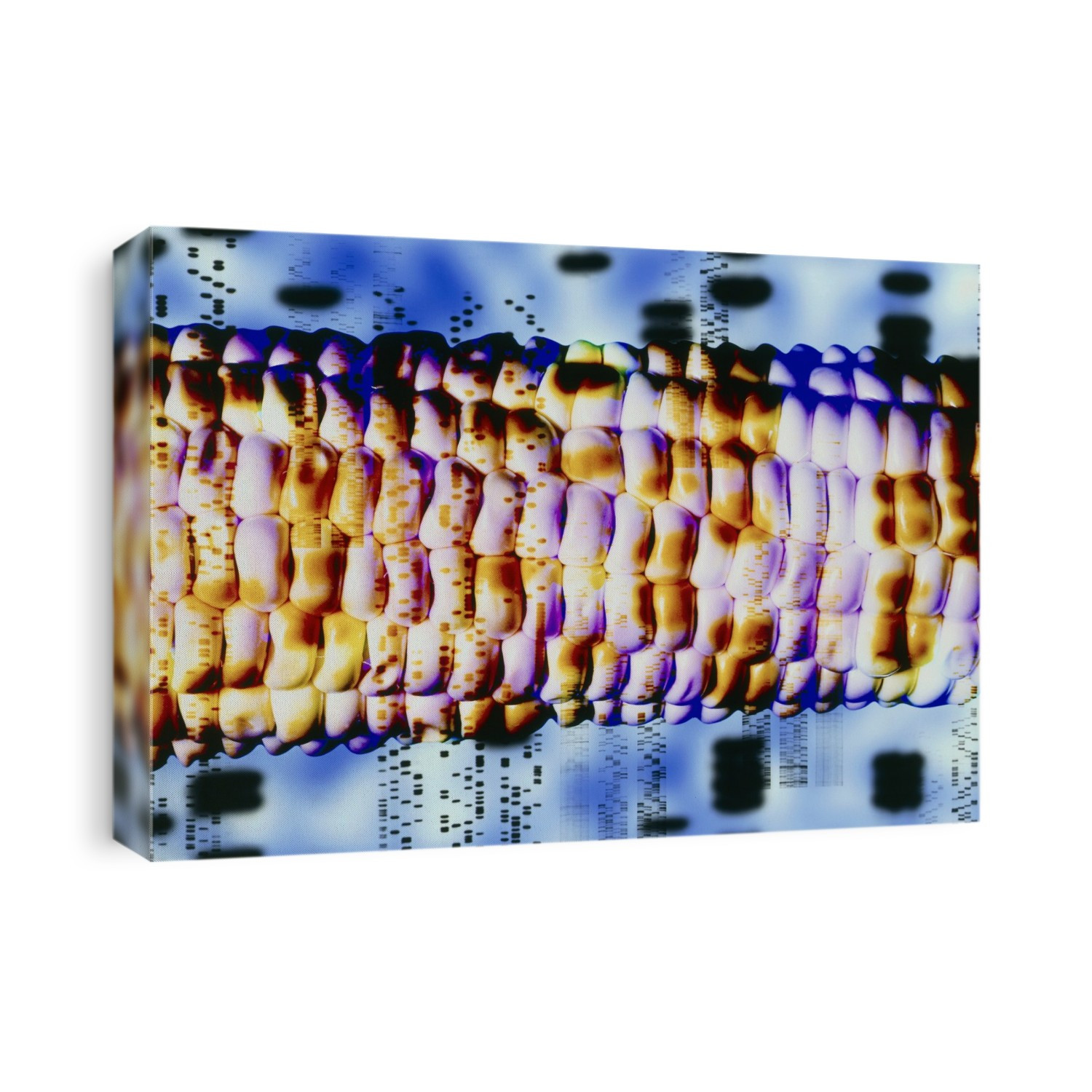Genetically engineered maize. Conceptual computer illustration of a DNA autoradiogram superimposed on a genetically modified (GM) corn cob. DNA (deoxyribonucleic acid) is the molecule which controls the development and growth of all living things. It is made up of two strands linked by a sequence of bases. Autoradiograms are a way of studying DNA which show the positions of DNA's bases as black bands. Corn, or maize (Zea mays), is a crop grown in the warmer parts of the world. Genetic engineering involves altering an organism's DNA to impart beneficial traits. In crops, these often increase resistance to diseases or protect the plants from weedkillers.