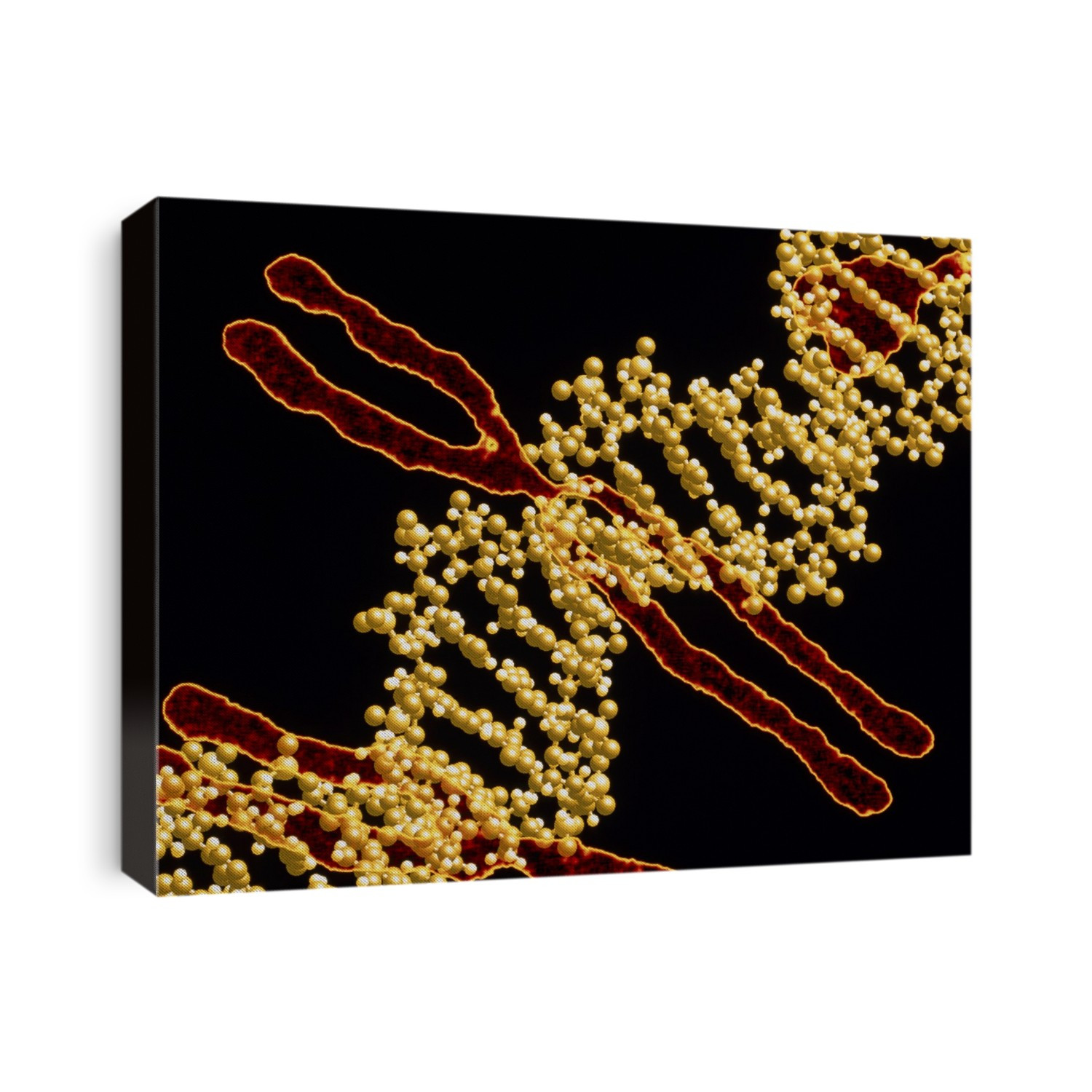 DNA and human chromosomes. Computer artwork of the molecule deoxyribonucleic acid (DNA) superimposed over human chromosomes. The DNA molecule (yellow) contains inherited instructions needed for the development of a living organism. It is composed of two strands twisted into a helical shape. Each strand consists of an outer sugar-phosphate backbone from which nucleotide bases project inwardly. The sequences formed by pairs of these bases make up the genetic code in the form of genes. The DNA is contained within the chromosomes (brown) which are linear threads in the cell's nucleus. Humans have 23 pairs of these chromosomes.