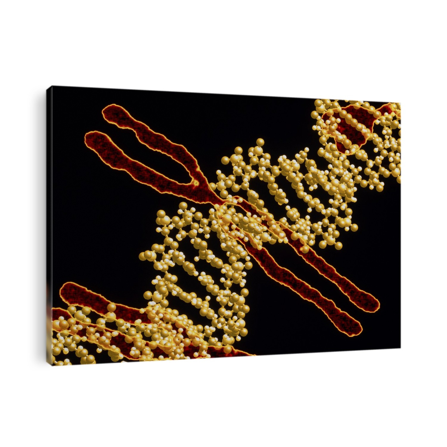 DNA and human chromosomes. Computer artwork of the molecule deoxyribonucleic acid (DNA) superimposed over human chromosomes. The DNA molecule (yellow) contains inherited instructions needed for the development of a living organism. It is composed of two strands twisted into a helical shape. Each strand consists of an outer sugar-phosphate backbone from which nucleotide bases project inwardly. The sequences formed by pairs of these bases make up the genetic code in the form of genes. The DNA is contained within the chromosomes (brown) which are linear threads in the cell's nucleus. Humans have 23 pairs of these chromosomes.