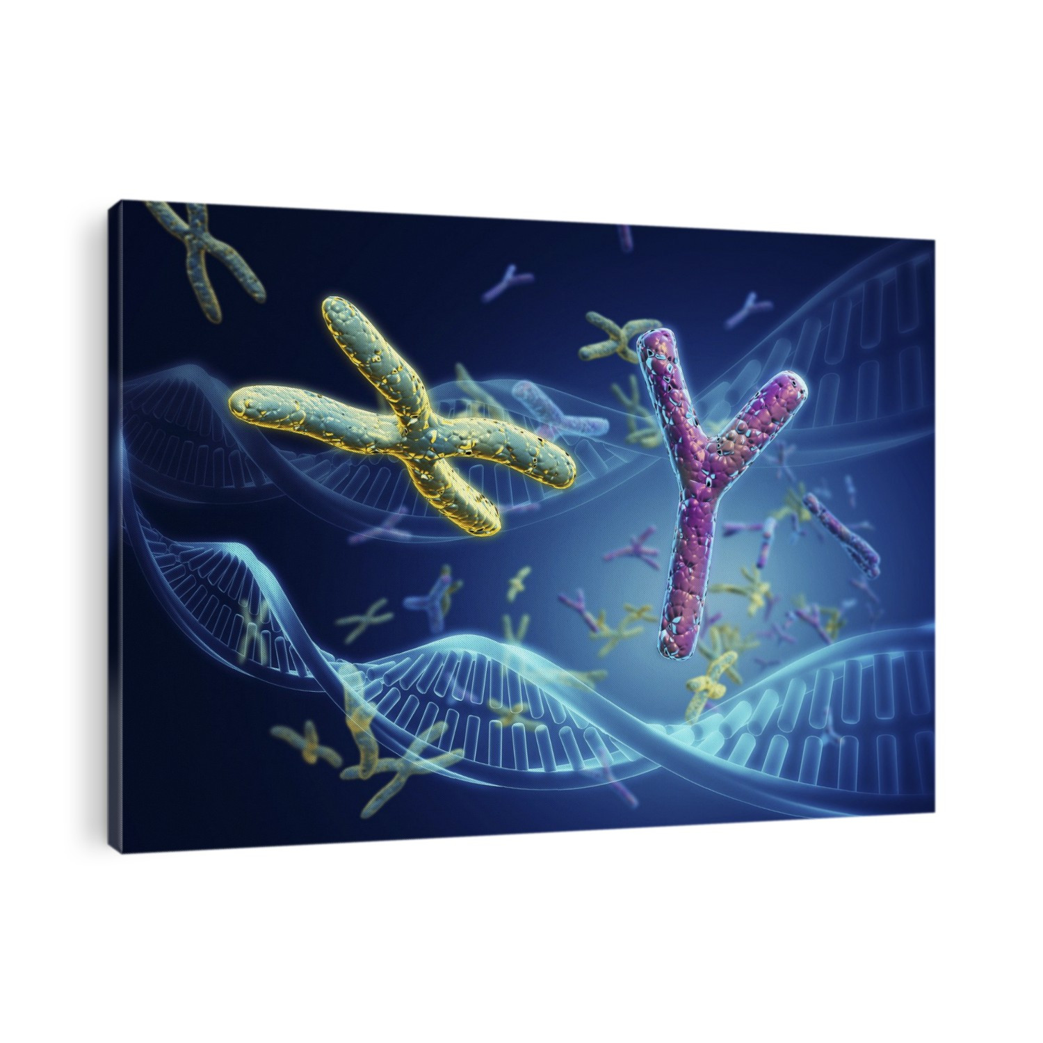 Human sex chromosomes. Computer illustration of human X and Y chromosomes, and strands of DNA (deoxyribonucleic acid). There are 22 pairs of chromosomes and also the gender determining pair. In men, this comprises one X and one Y chromosome. In women, it is two X chromosomes. The Y chromosome carries genetic information responsible for the development of male characteristics. Chromosomes carry genetic information in the form of genes, lengths of DNA that act as recipes for production of proteins.