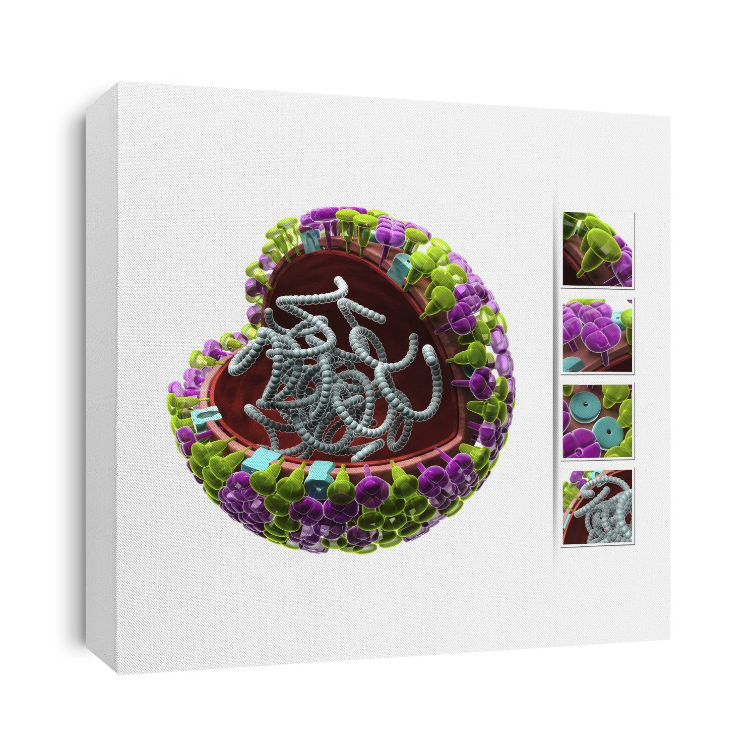 Illustration of influenza virus structure. There are three types of virus that all have a nearly identical morphology : Types A and B have two types of envelope glycoprotein (blue) or viral surface proteins (neuraminidase and haemagglutinin, pink and green). Type C virus doesn't have surface neuraminidase. The influenza virus is an RNA virus, that is, its genetic material is RNA (ribonucleic acid, shown as beaded coils). Flu usually causes lethargy, aching muscles, fever and nausea. Some strains, however, develop into far more serious forms, and epidemics in the past have killed millions.