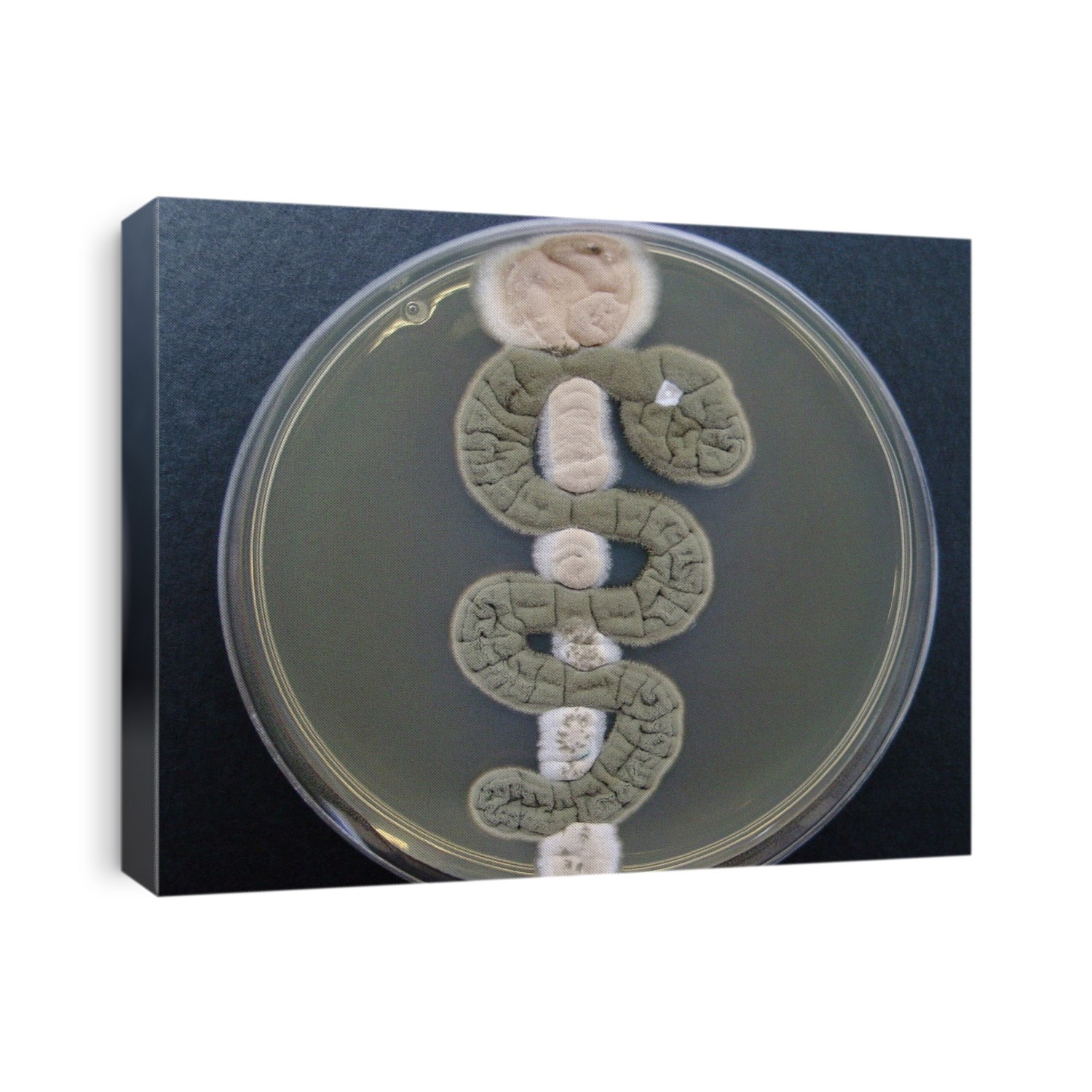 Rod of Asclepius, microbial art. Petri dish containing the fungi Scopulariopsis brevicaulis, Candida sake and Cladosporium herbarum. The fungi have been cultured on agar jelly to depict the 'Rod of Asclepius'. This ancient Greek mythological symbol, which features a serpent entwined around a staff, is associated with medicine and healing. This image forms part of an online gallery known as 'Microbial Art' created by Dr. T. Ryan Gregory, University of Guelph, Canada.