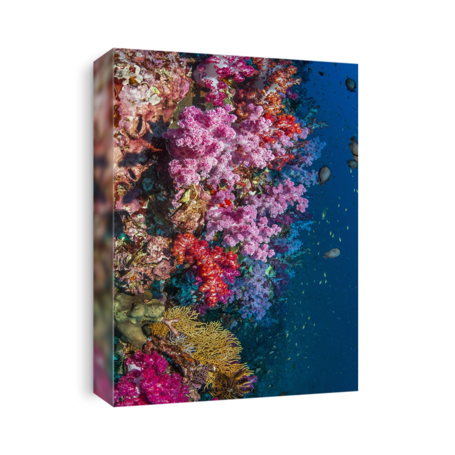 Dendronephthya soft corals on a reef slope. Photographed in the Andaman Sea, Thailand.