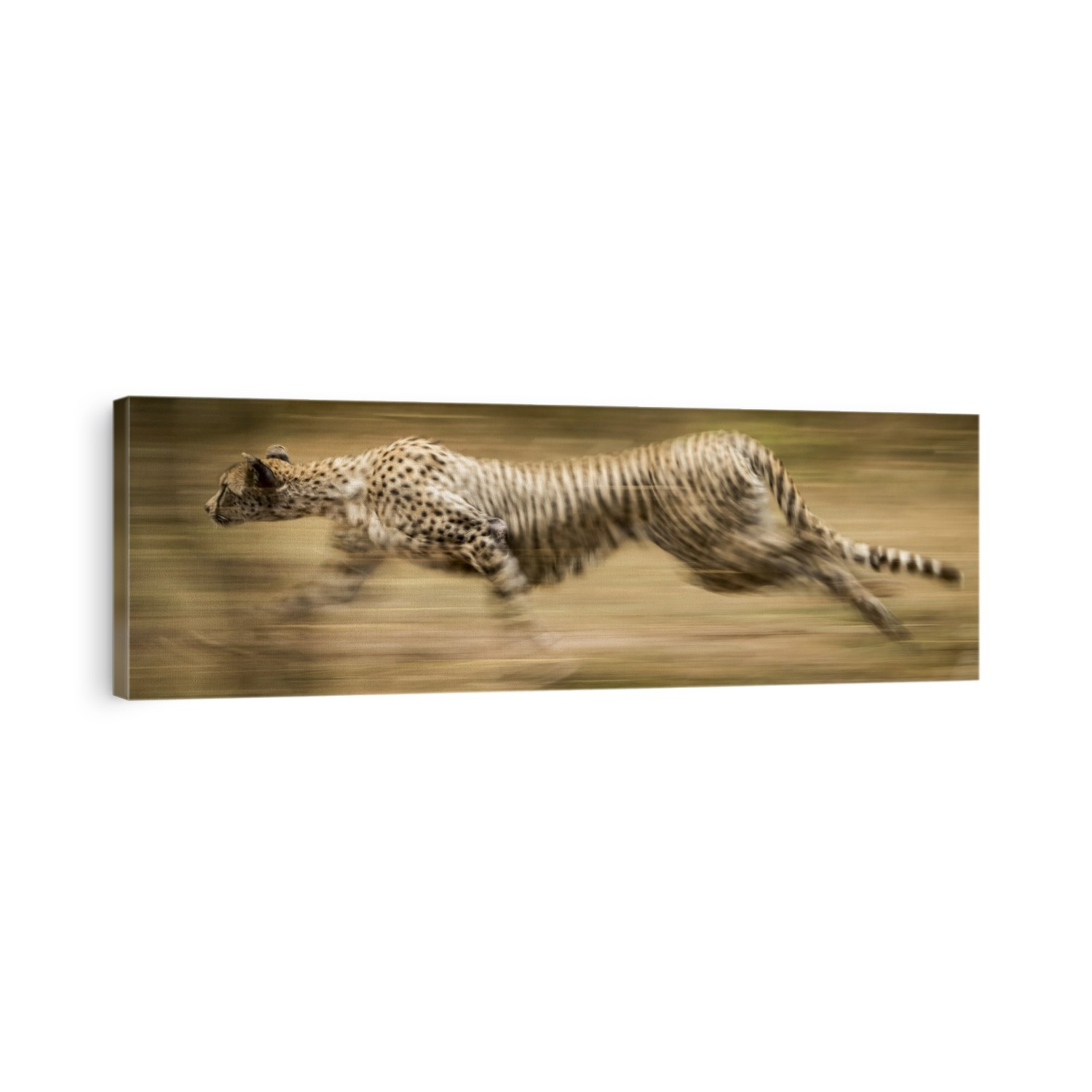 Panorama of slow pan of sprinting cheetah (Acinonyx jubatus), Serengeti; Tanzania