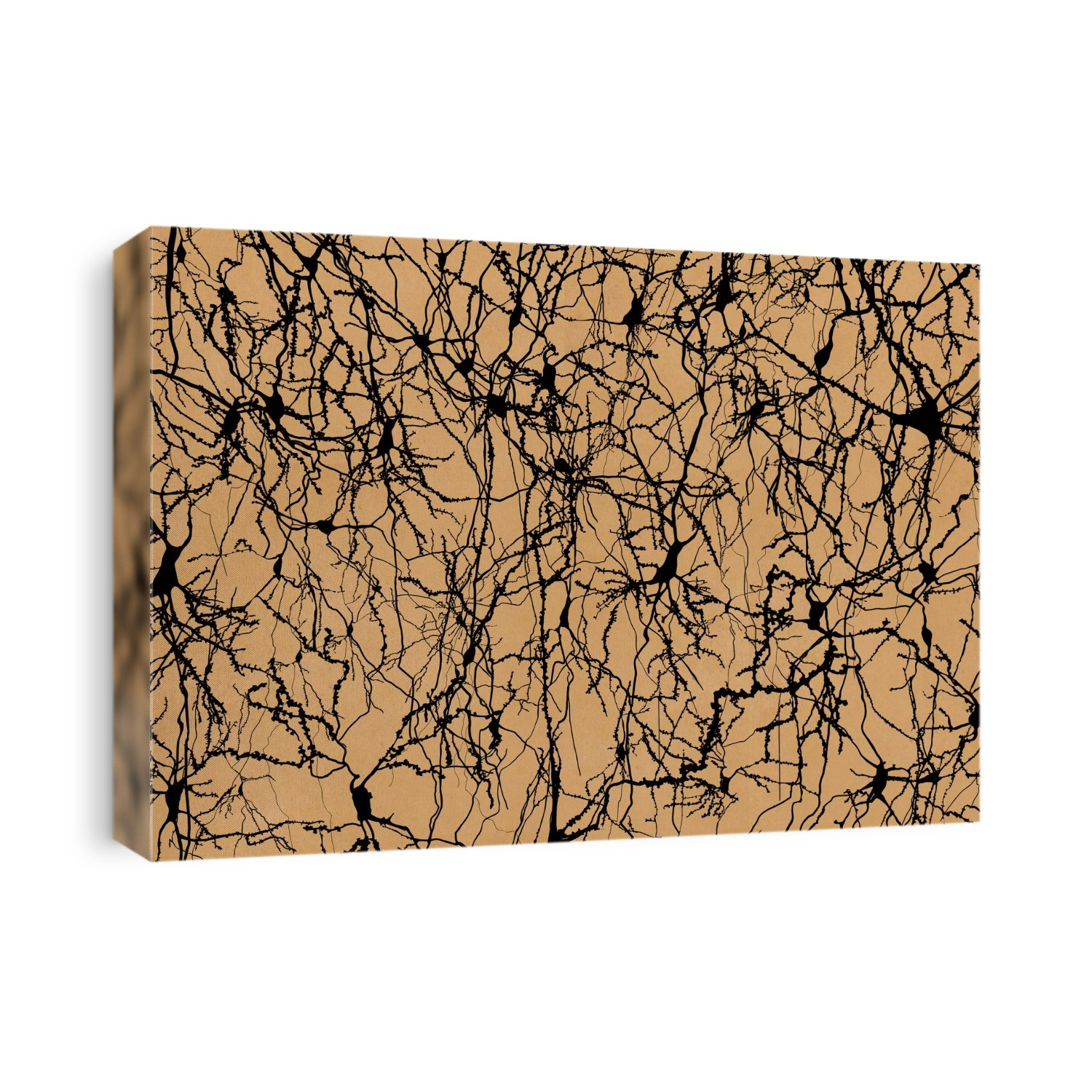 Nerve cells, computer illustration.