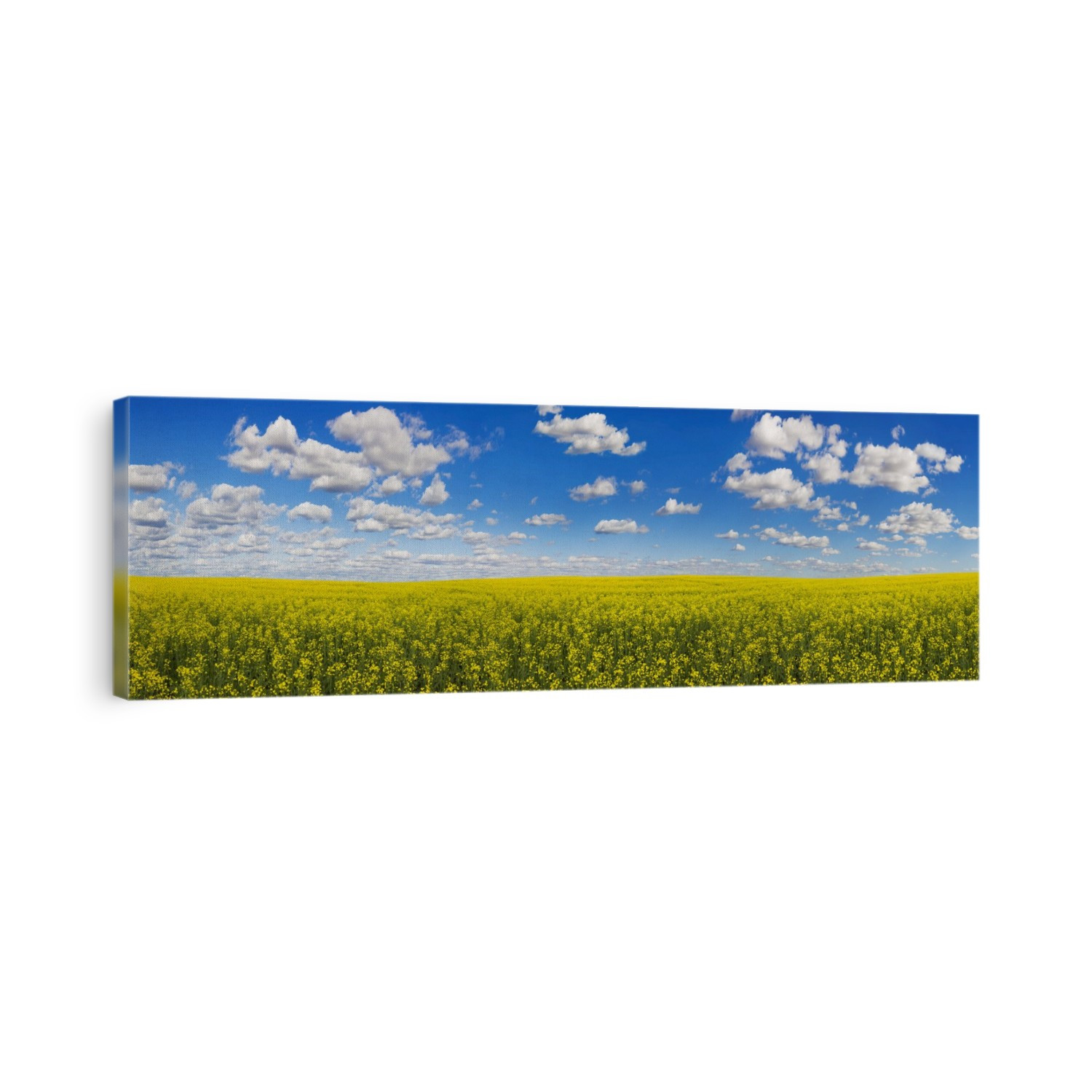 Panorama of a canola field under a blue sky with cloud; Alberta, Canada