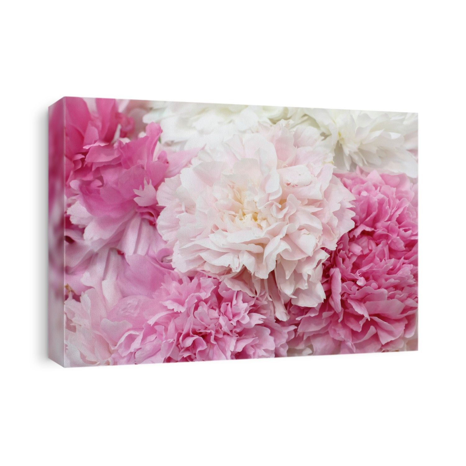 background of peonies pastel, texture, pink, flowers, peonies close up