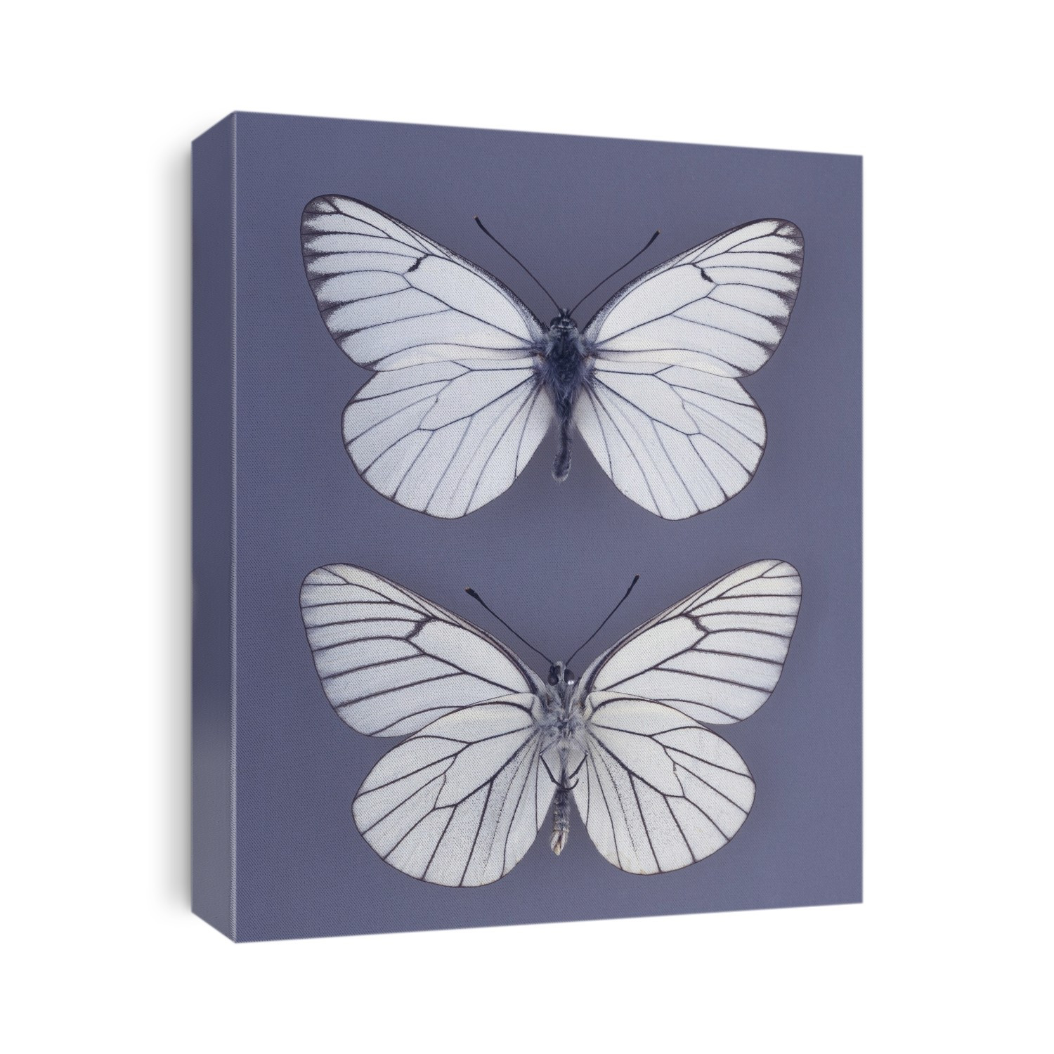 Mounted specimens of the Black-veined white butterfly (Aporia crataegi).