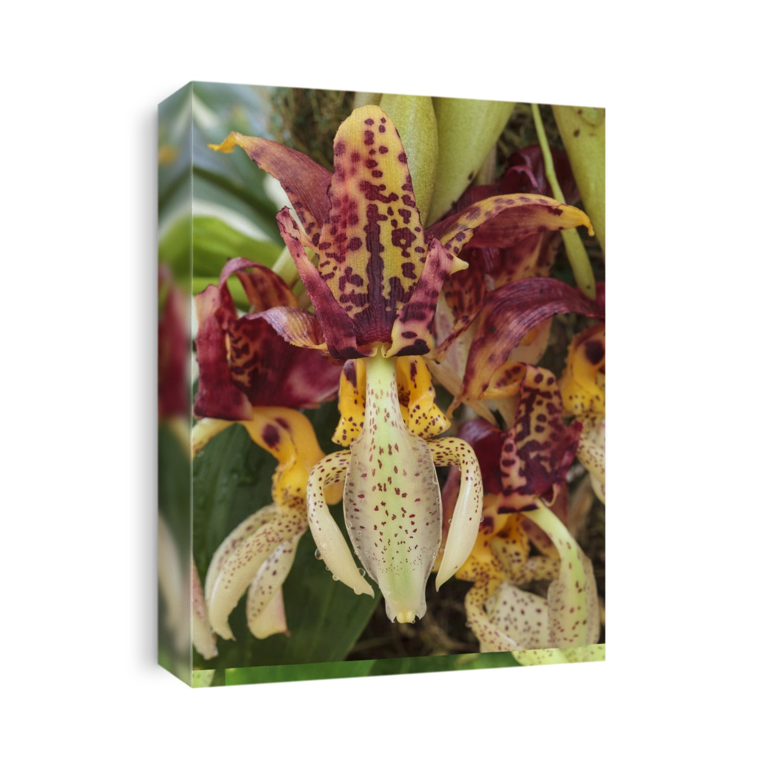Stanhopea oculata.