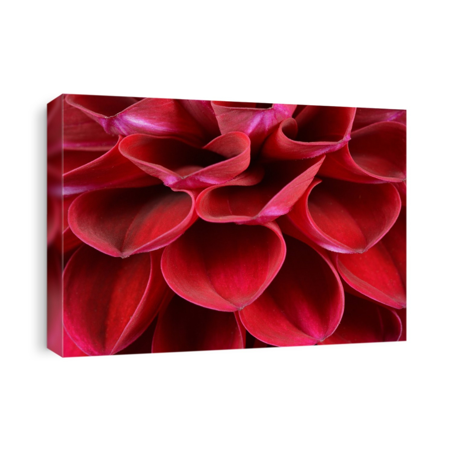 Close-up abstract of the petals of a deep red Dahlia flower growing in a Surrey garden in late summer.