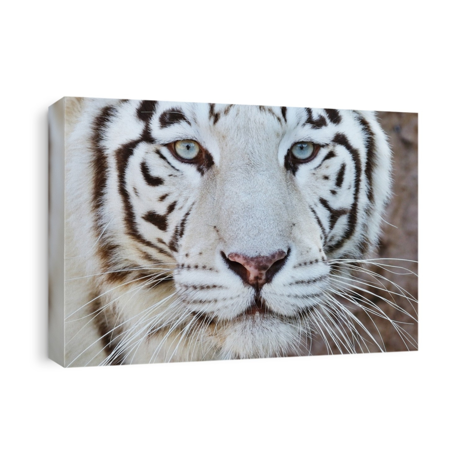 White tiger portrait