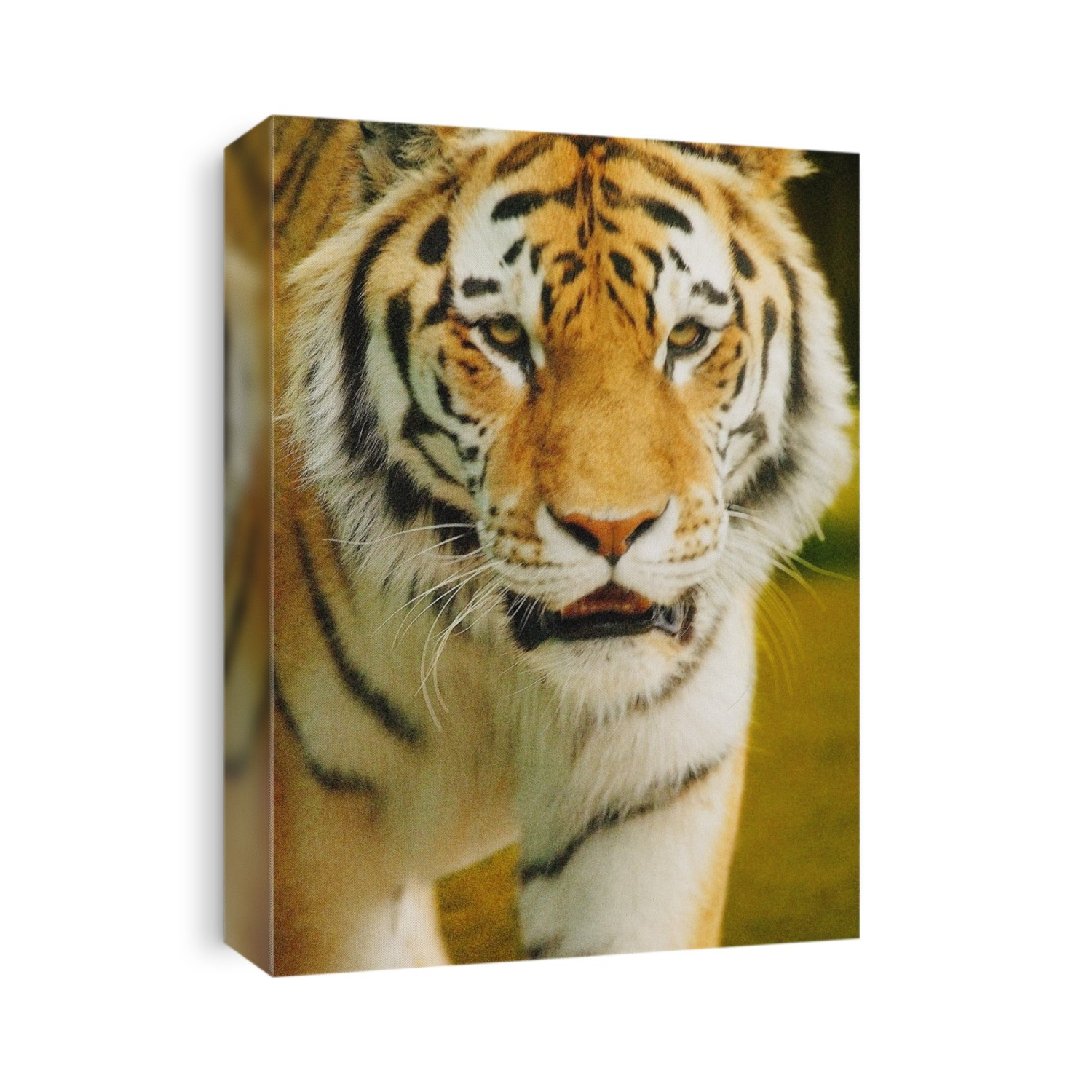 A Tiger