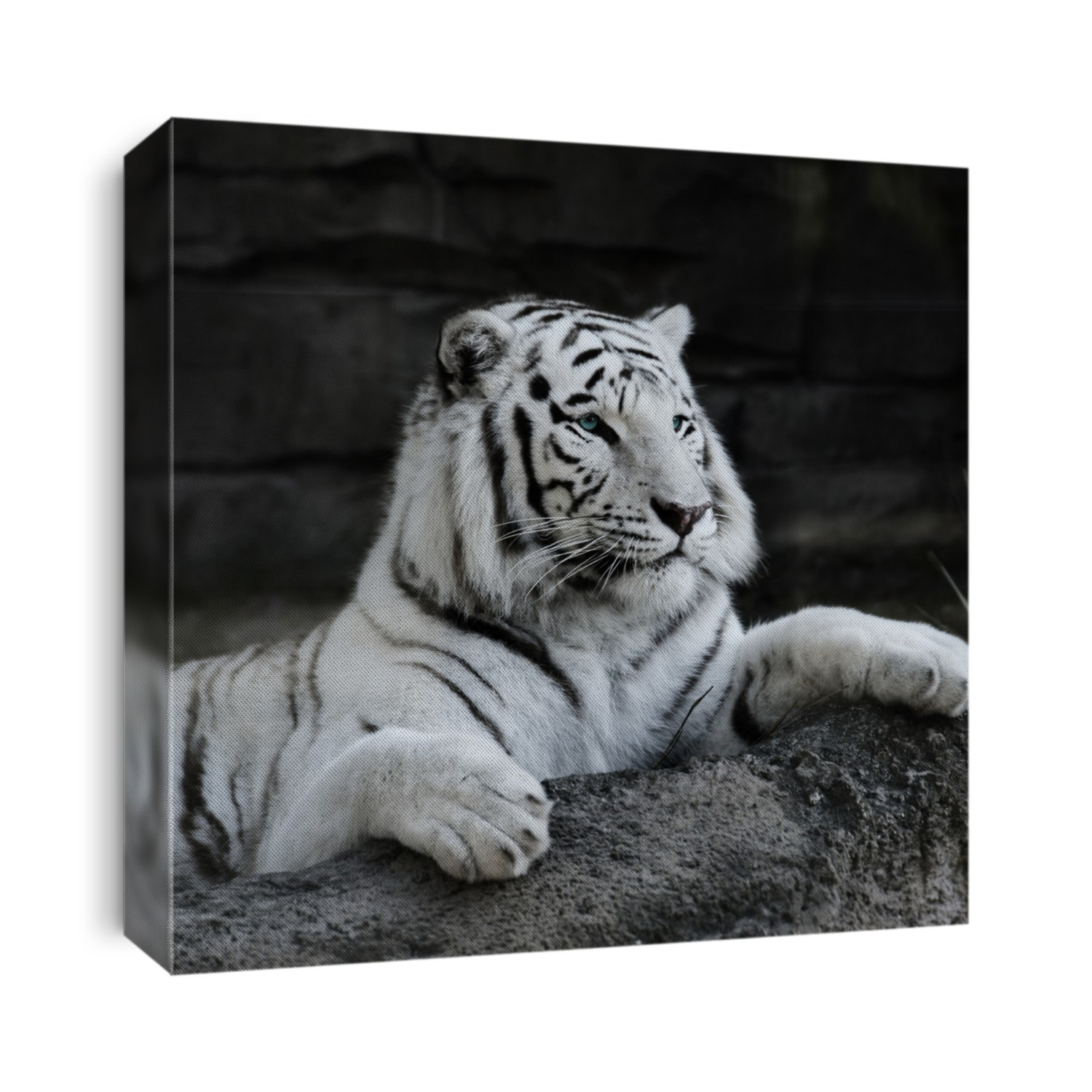White Tiger Resting On A Rock