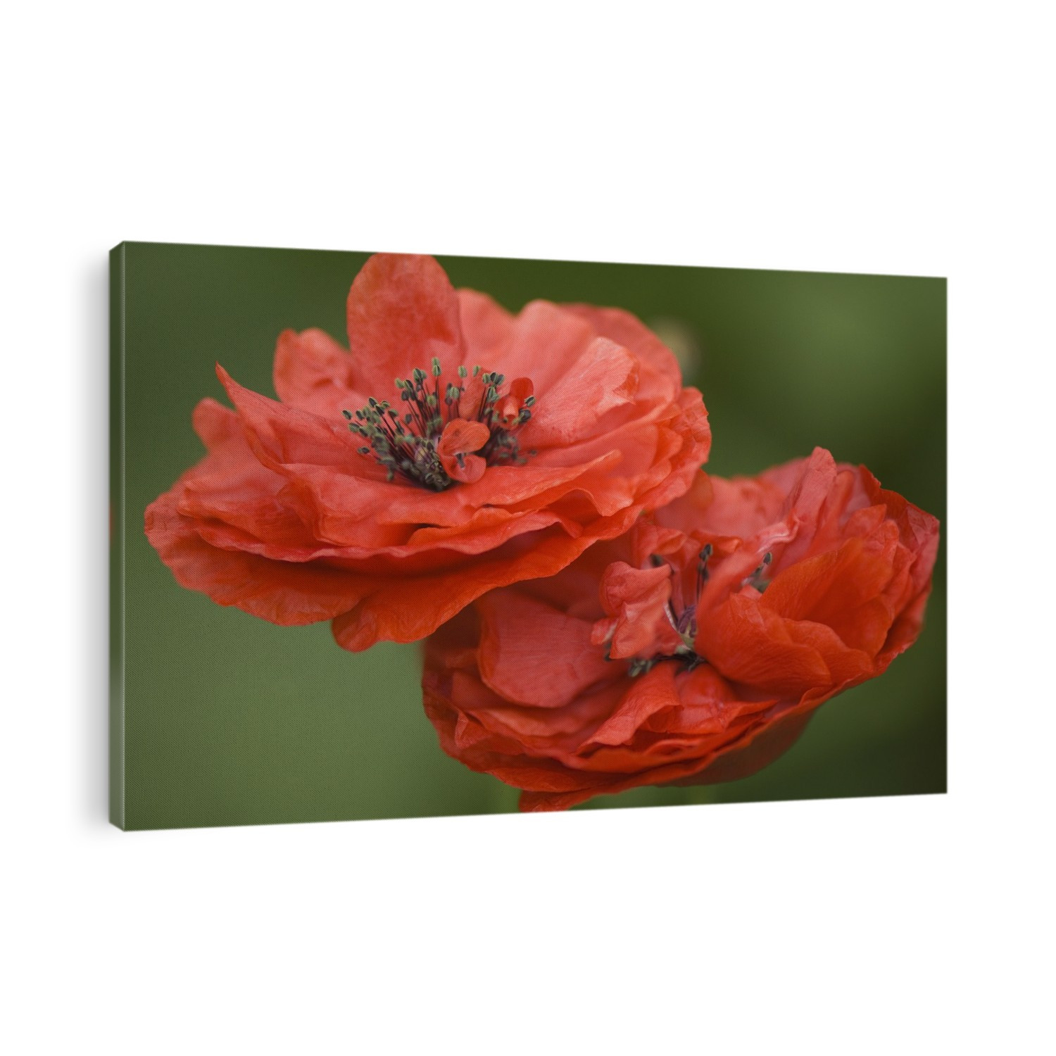 Red double Shirley poppies (Papaver rhoeas).