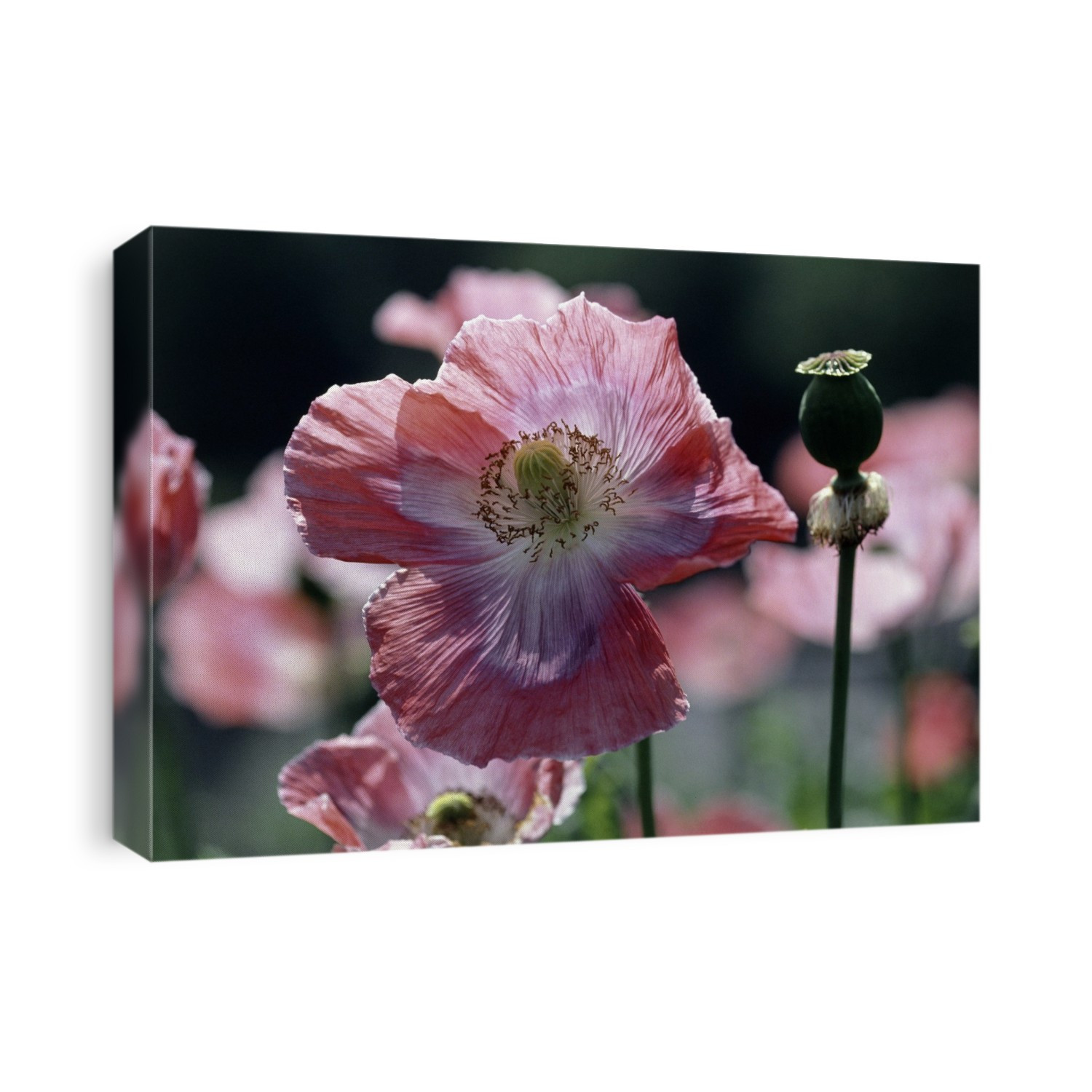 Opium poppies (Papaver somniferum).
