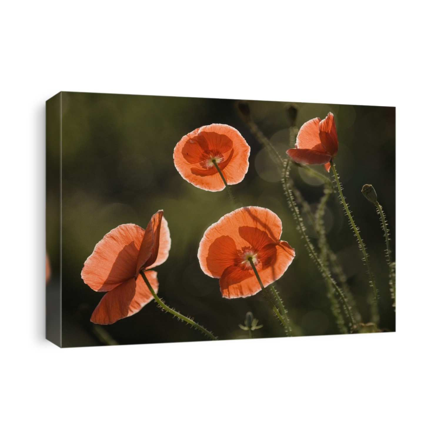 Red Shirley poppies (Papaver rhoeas).