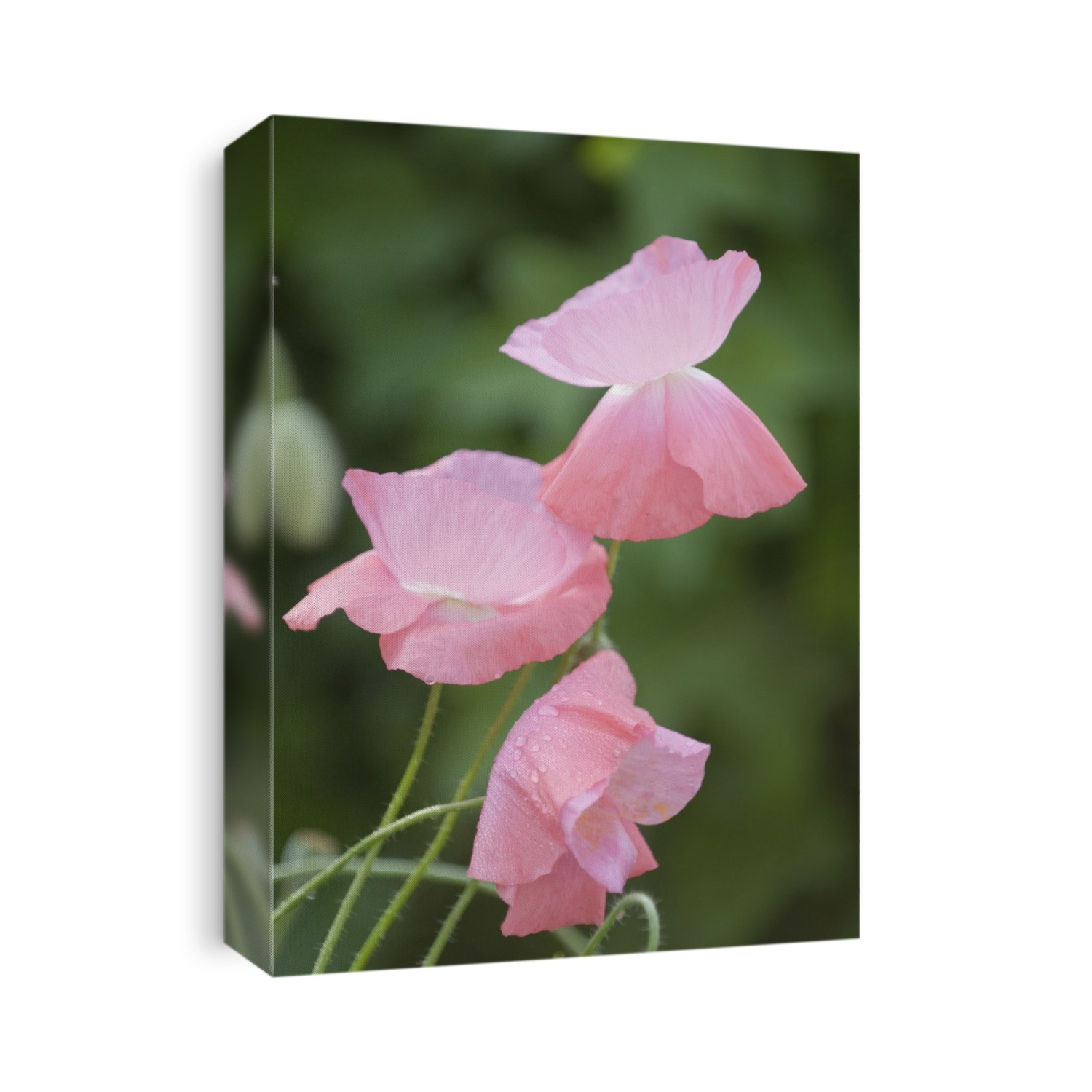 Pink Shirley poppies (Papaver rhoeas).