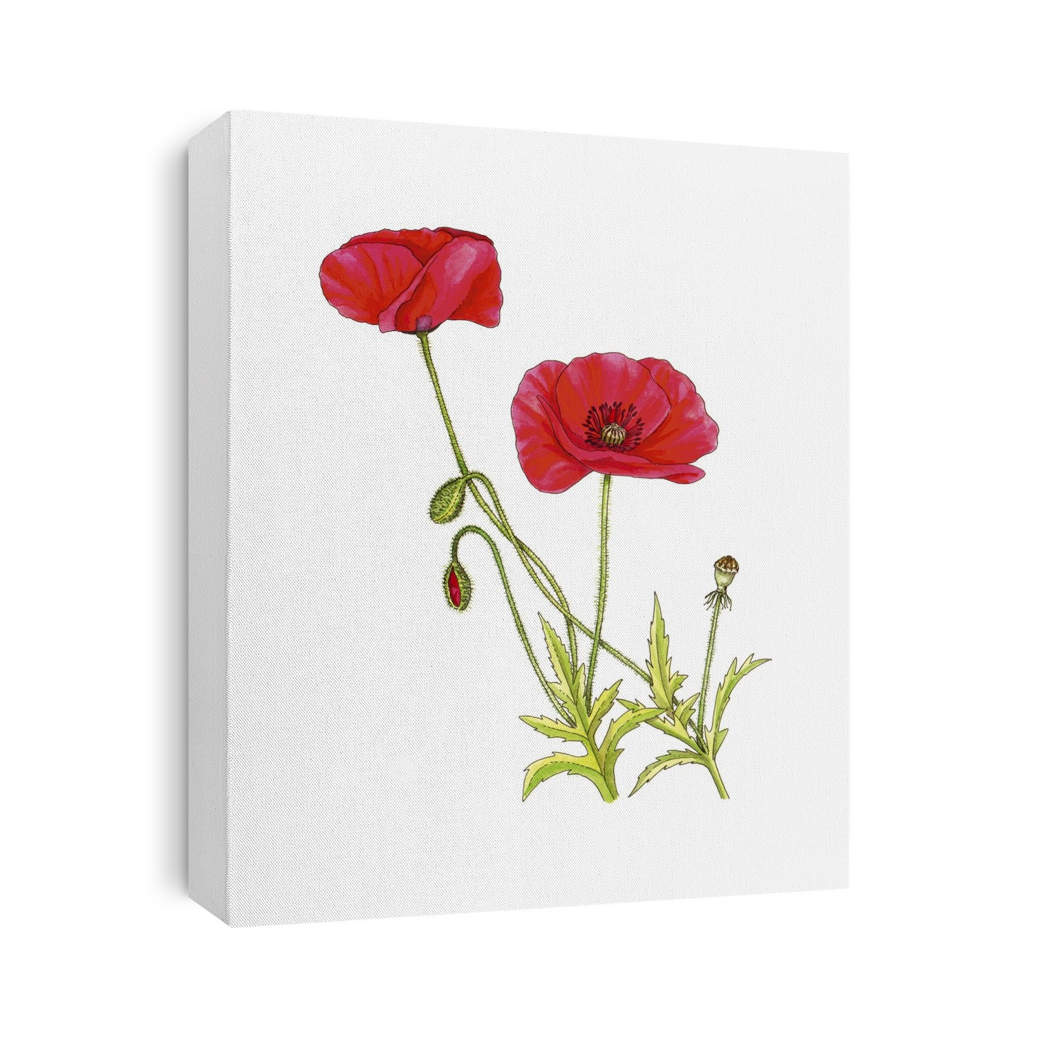 Corn poppy (Papaver rhoeas) in flower, artwork.