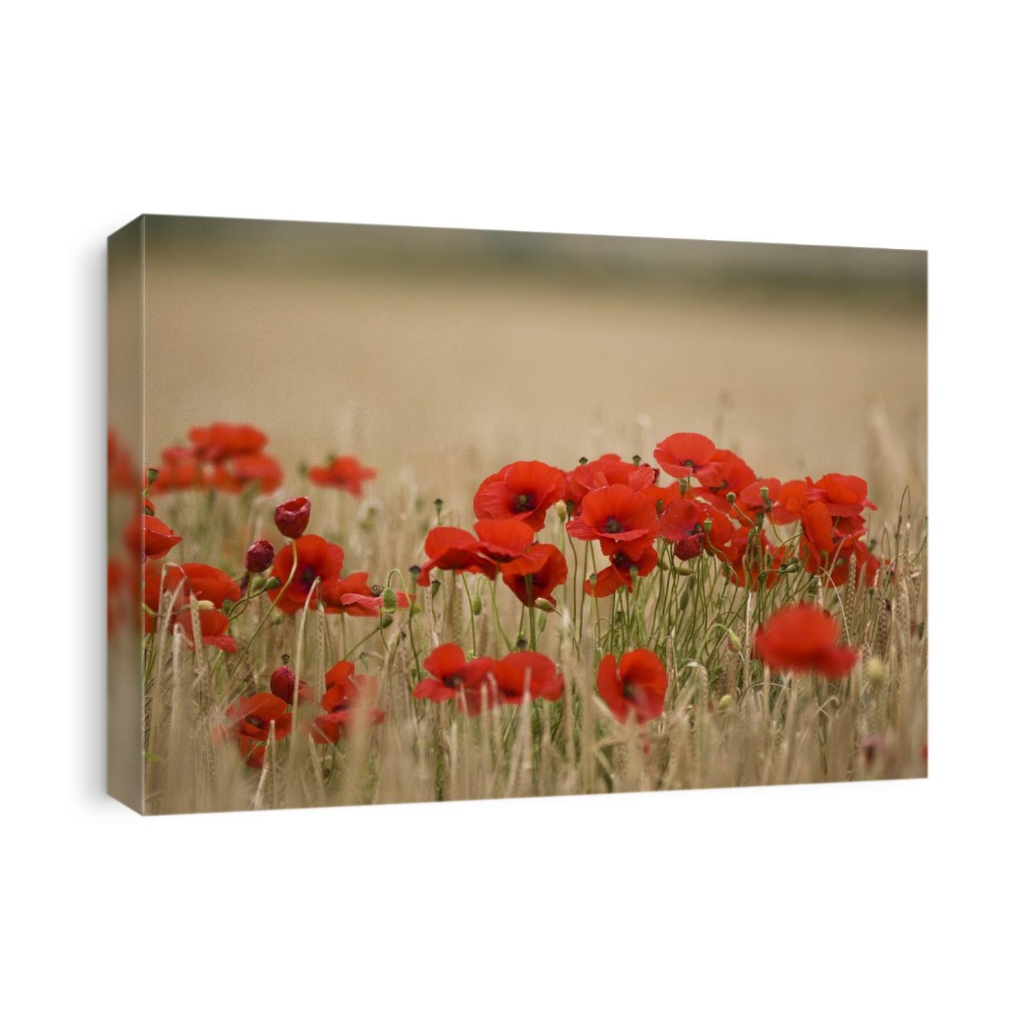 Poppies Growing Wild